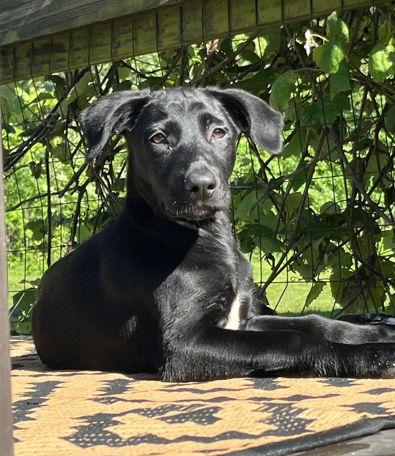Bindi, a Adoptable mixed breed in Springville, NY image 2/2