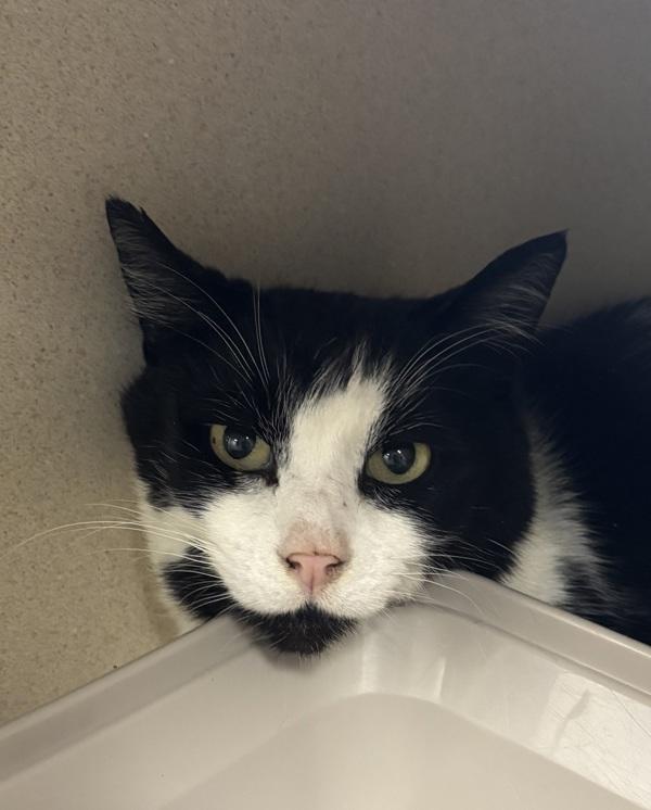 Checkers, a Adoptable mixed breed in Silverdale, WA image 1/3