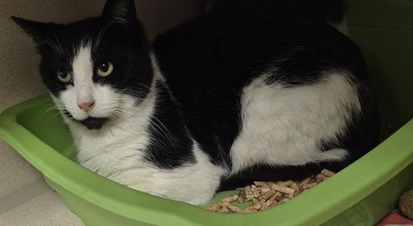 Checkers, a Adoptable mixed breed in Silverdale, WA image 2/3