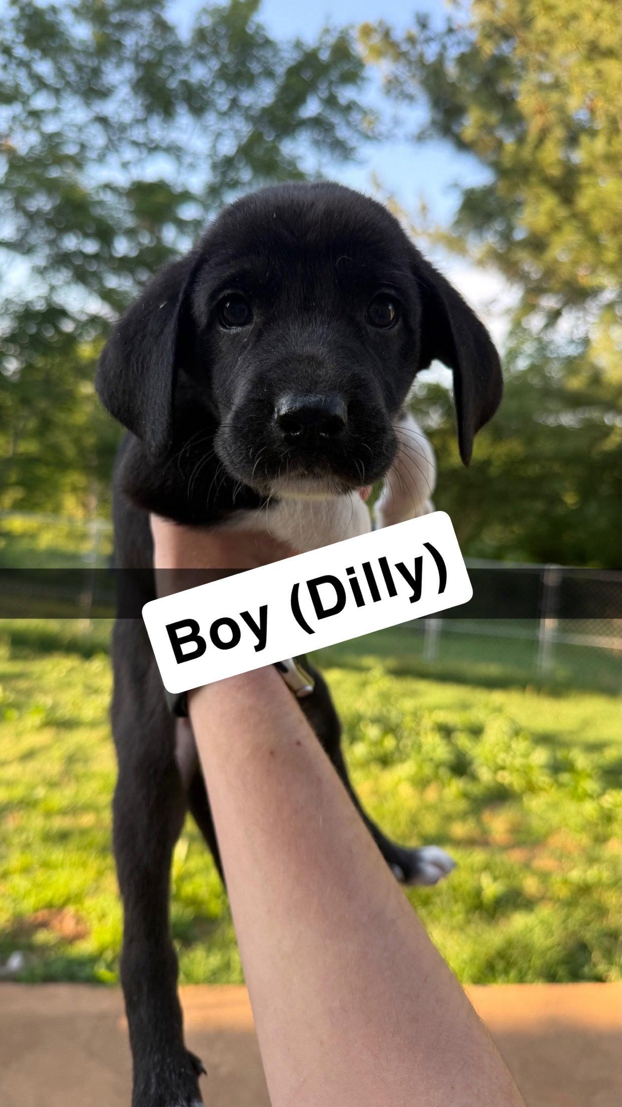 Dilly, Adoptable, Puppy Male Great Dane & Great Pyrenees.