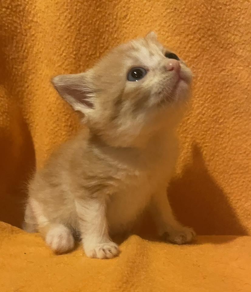 Orange Kittens - Females photo 2