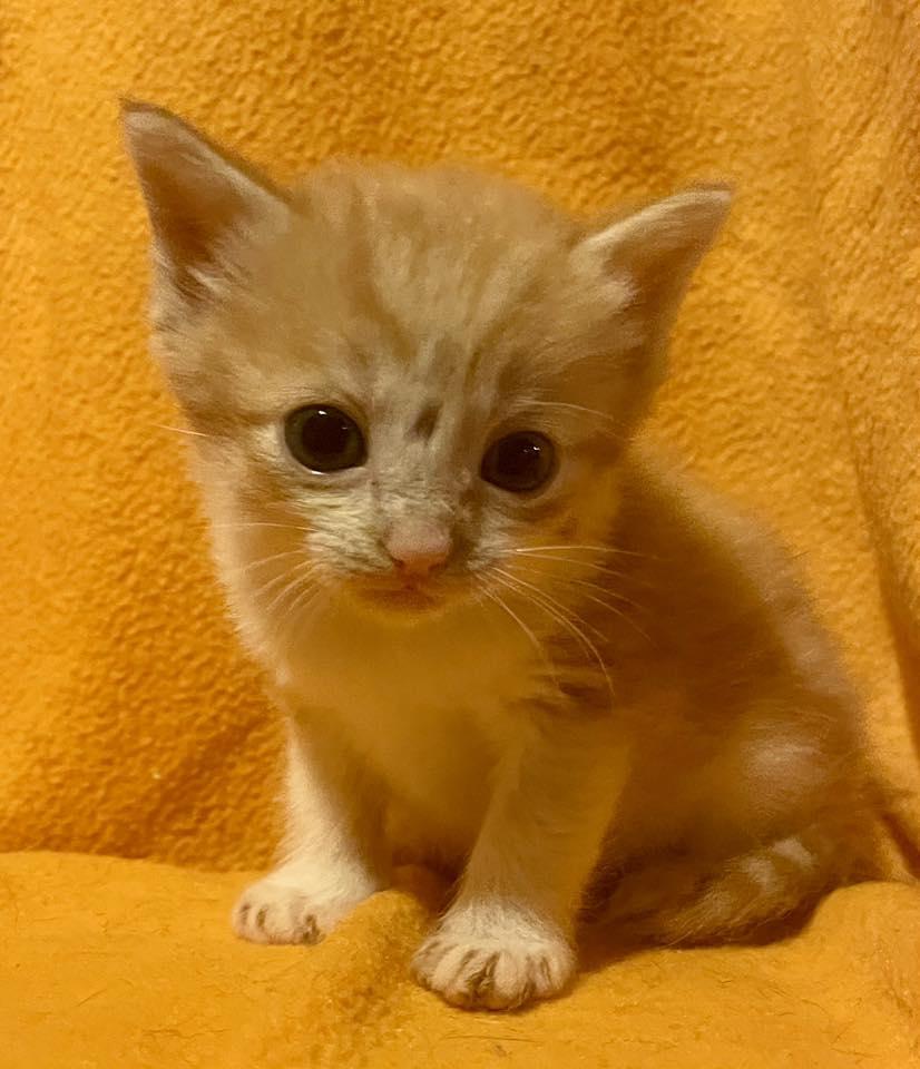 Orange Kittens - Females, Baby Female Domestic Short Hair
