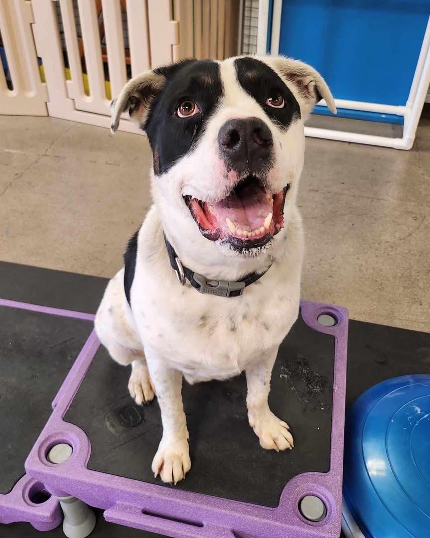 PUCK, a Adoptable mixed breed in Las Vegas, NV image 6/6