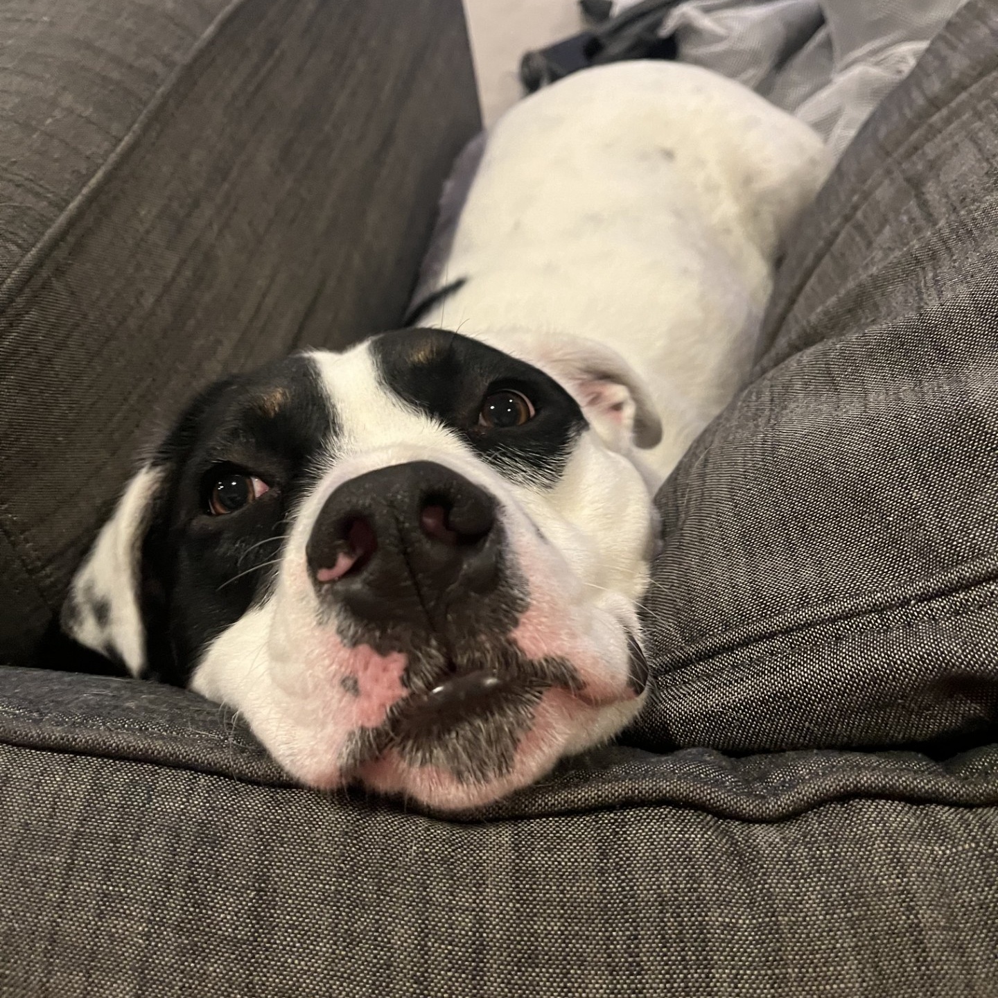 PUCK, a Adoptable mixed breed in Las Vegas, NV image 4/6