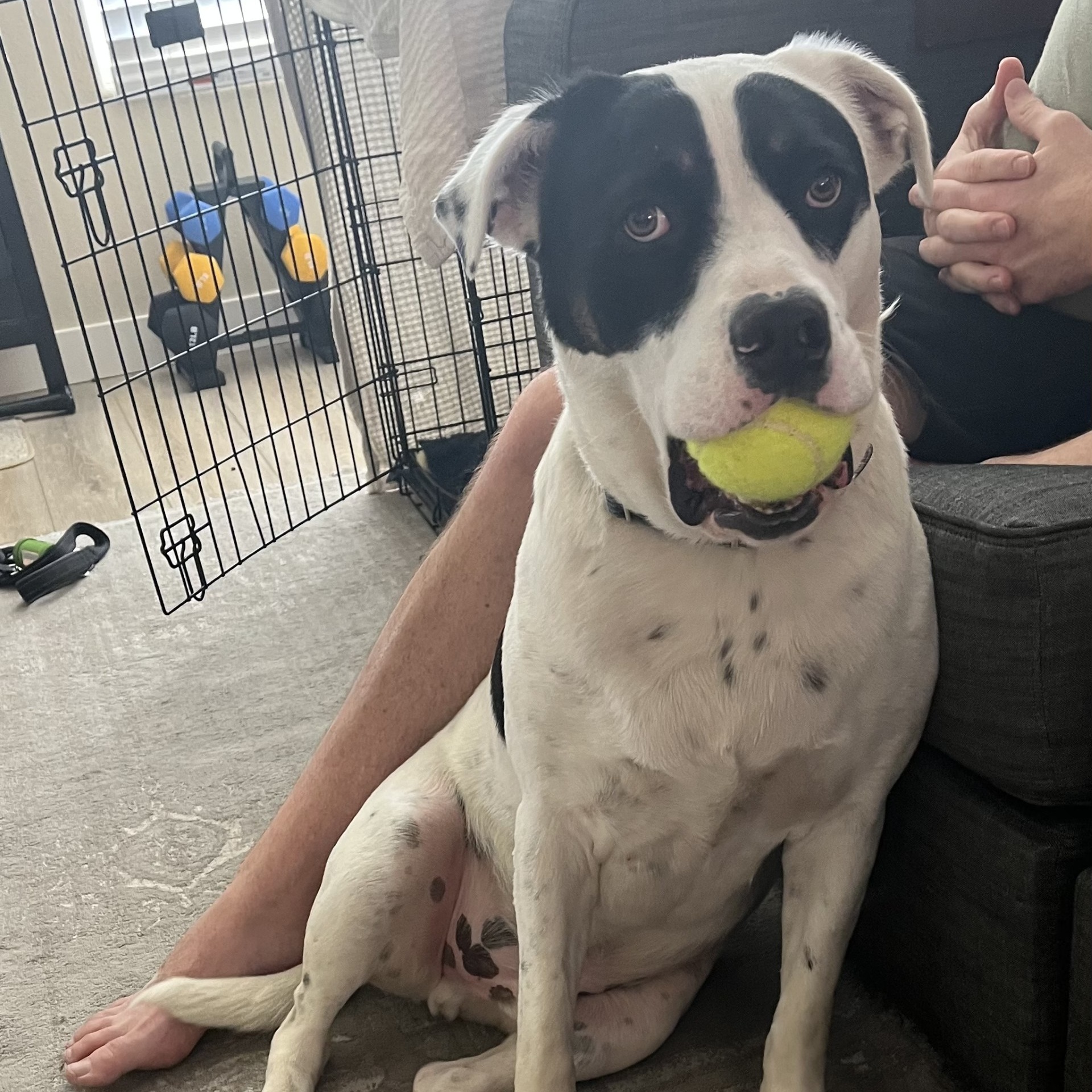 PUCK, a Adoptable mixed breed in Las Vegas, NV image 3/6