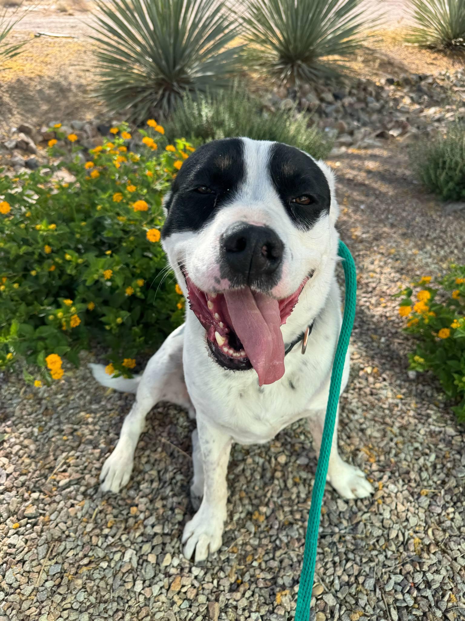 PUCK, a Adoptable mixed breed in Las Vegas, NV image 2/6