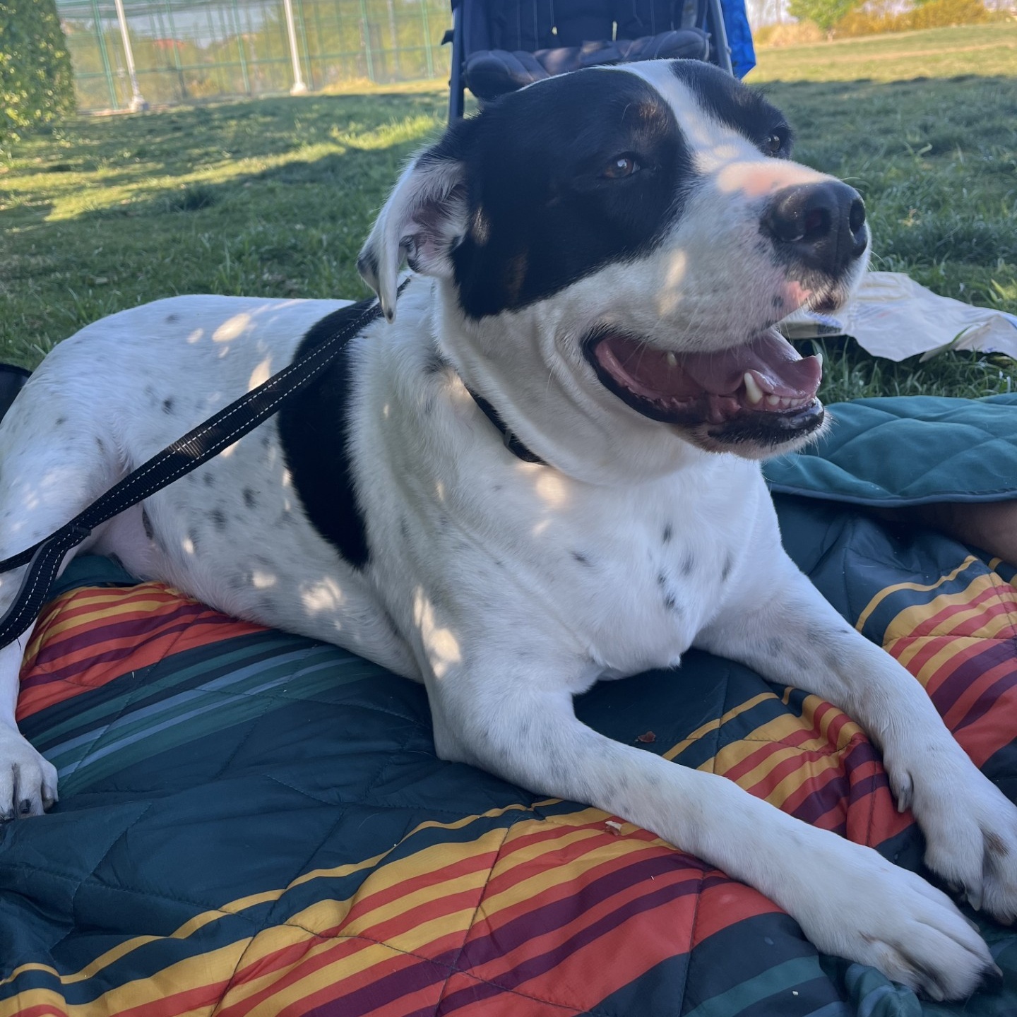 PUCK, a Adoptable mixed breed in Las Vegas, NV image 5/6