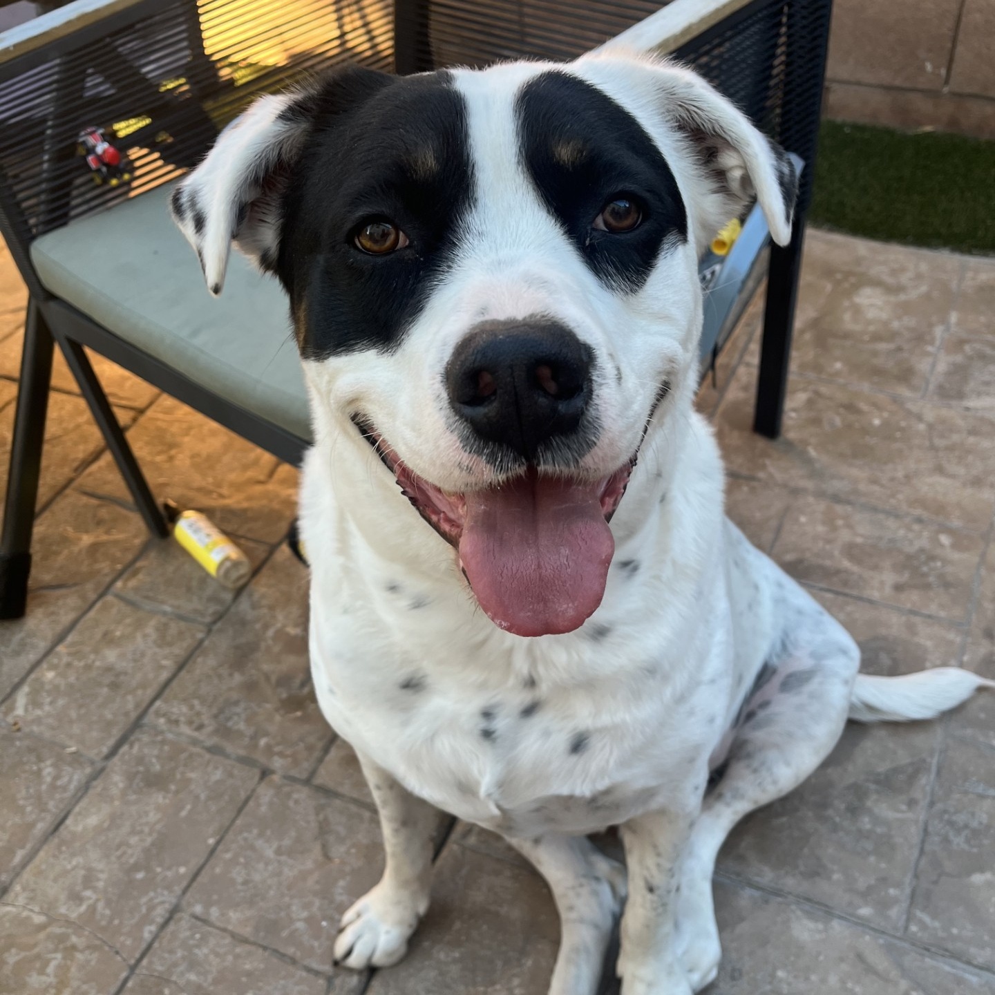 PUCK, a Adoptable mixed breed in Las Vegas, NV image 1/6