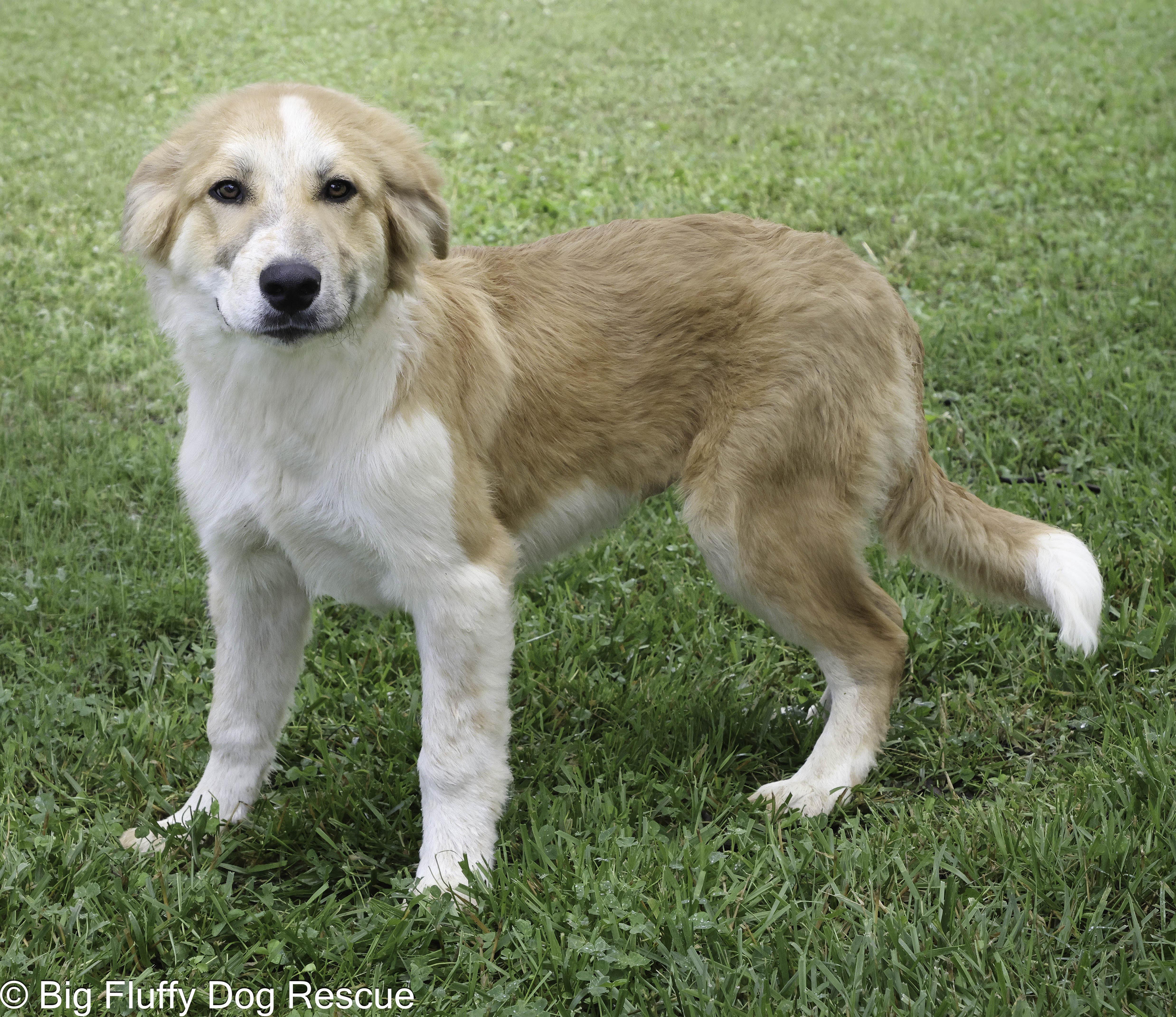 Hamish, an adopted mixed breed in Fairfax, VA image 2/4