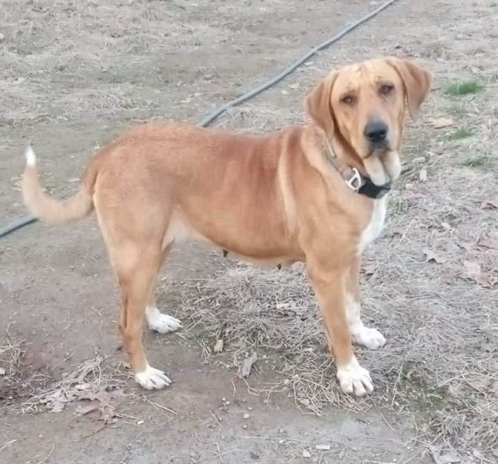 Jade, Adoptable, Adult Female Redbone Coonhound & Labrador Retriever.