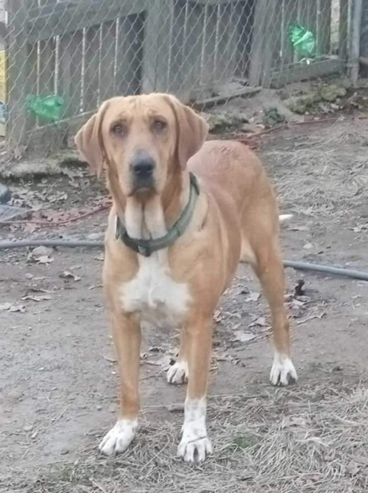 Jade, a Adoptable mixed breed in East Dundee , IL image 2/3