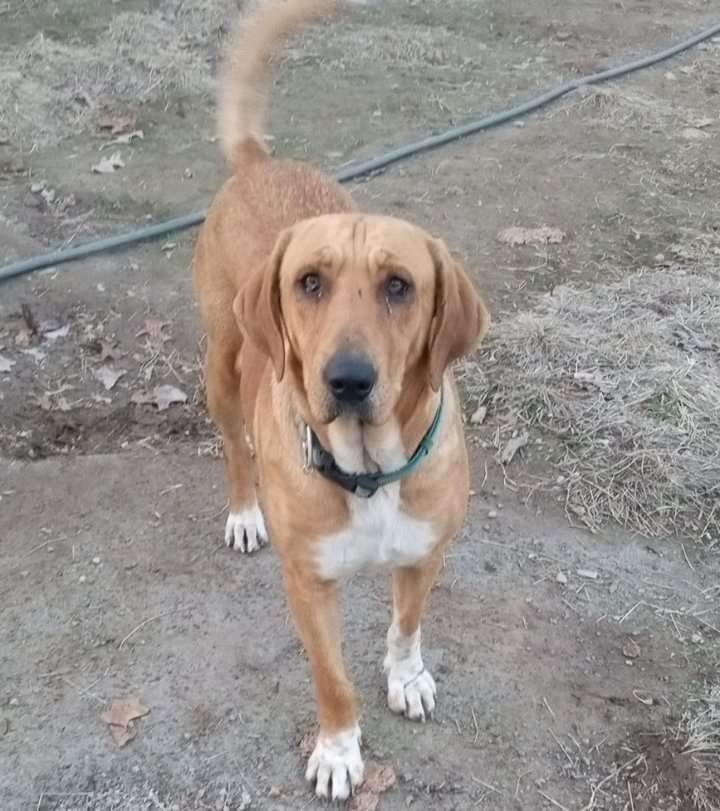 Jade, a Adoptable mixed breed in East Dundee , IL image 3/3