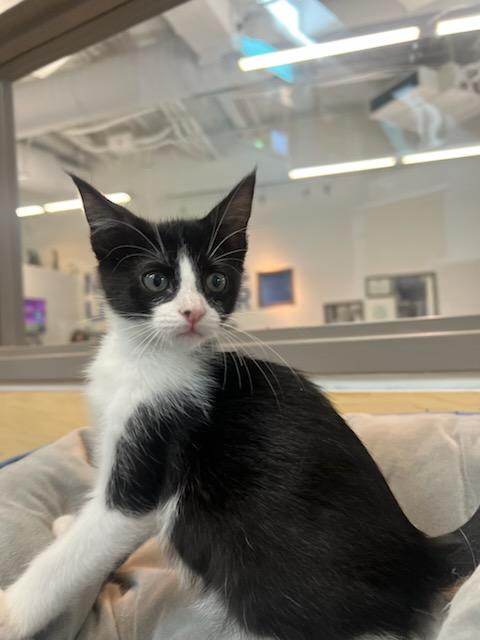 Cassadee Purrope, Baby Female Domestic Short Hair