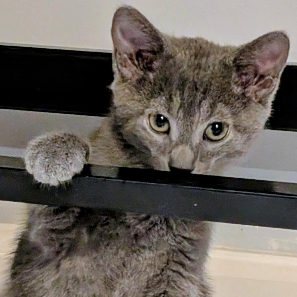 Enlarge JACK, a Adoptable Domestic Short Hair in KENTON, DE image 1/5