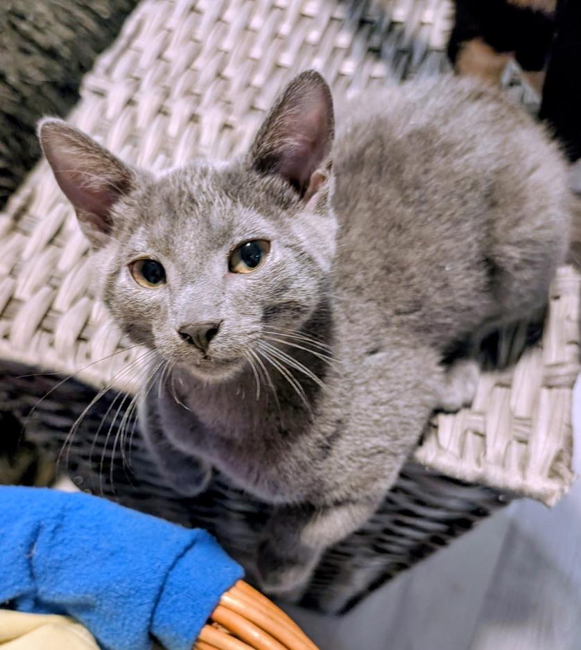 Enlarge JACK, a Adoptable Domestic Short Hair in KENTON, DE image 2/6