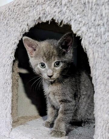 Enlarge JACK, a Adoptable Domestic Short Hair in KENTON, DE image 3/5