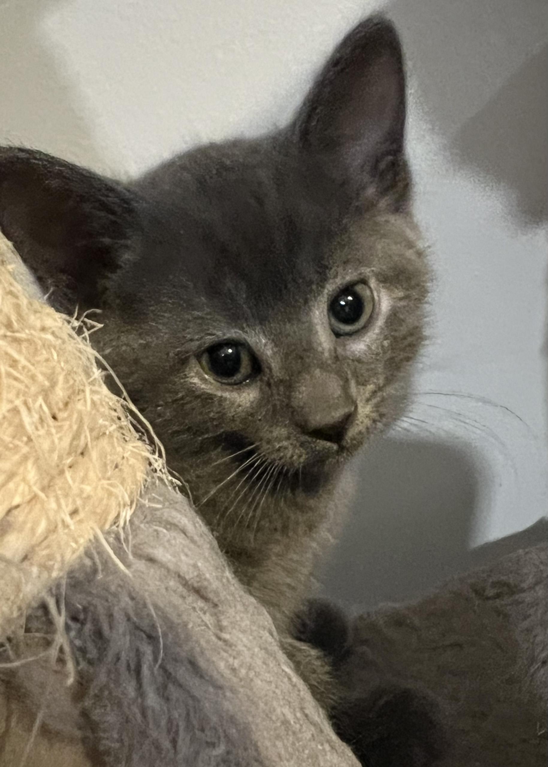 Enlarge JACK, a Adoptable Domestic Short Hair in KENTON, DE image 4/5
