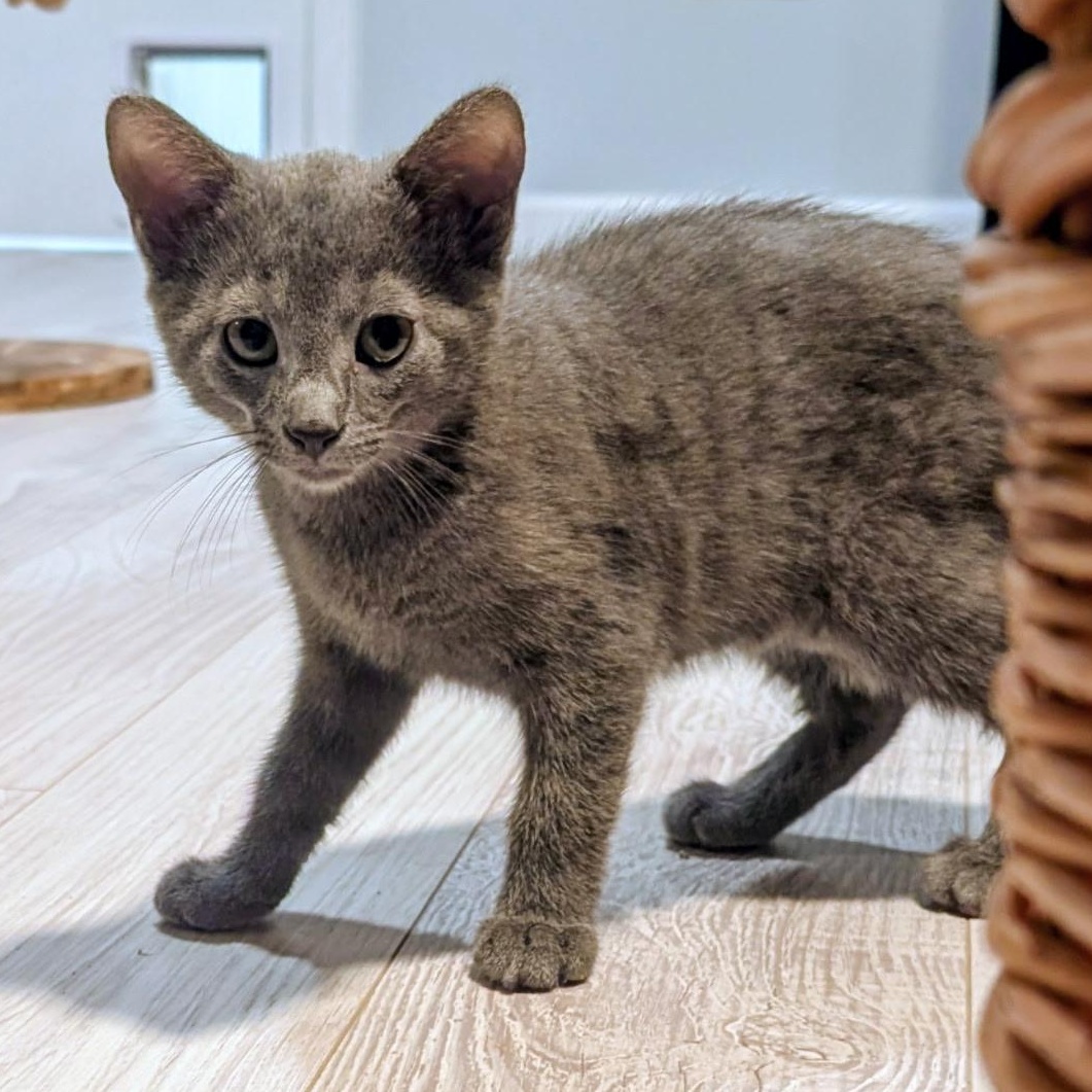 Enlarge JACK, a Adoptable Domestic Short Hair in KENTON, DE image 2/5