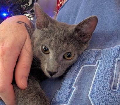 Enlarge JACK, a Adoptable Domestic Short Hair in KENTON, DE image 4/6