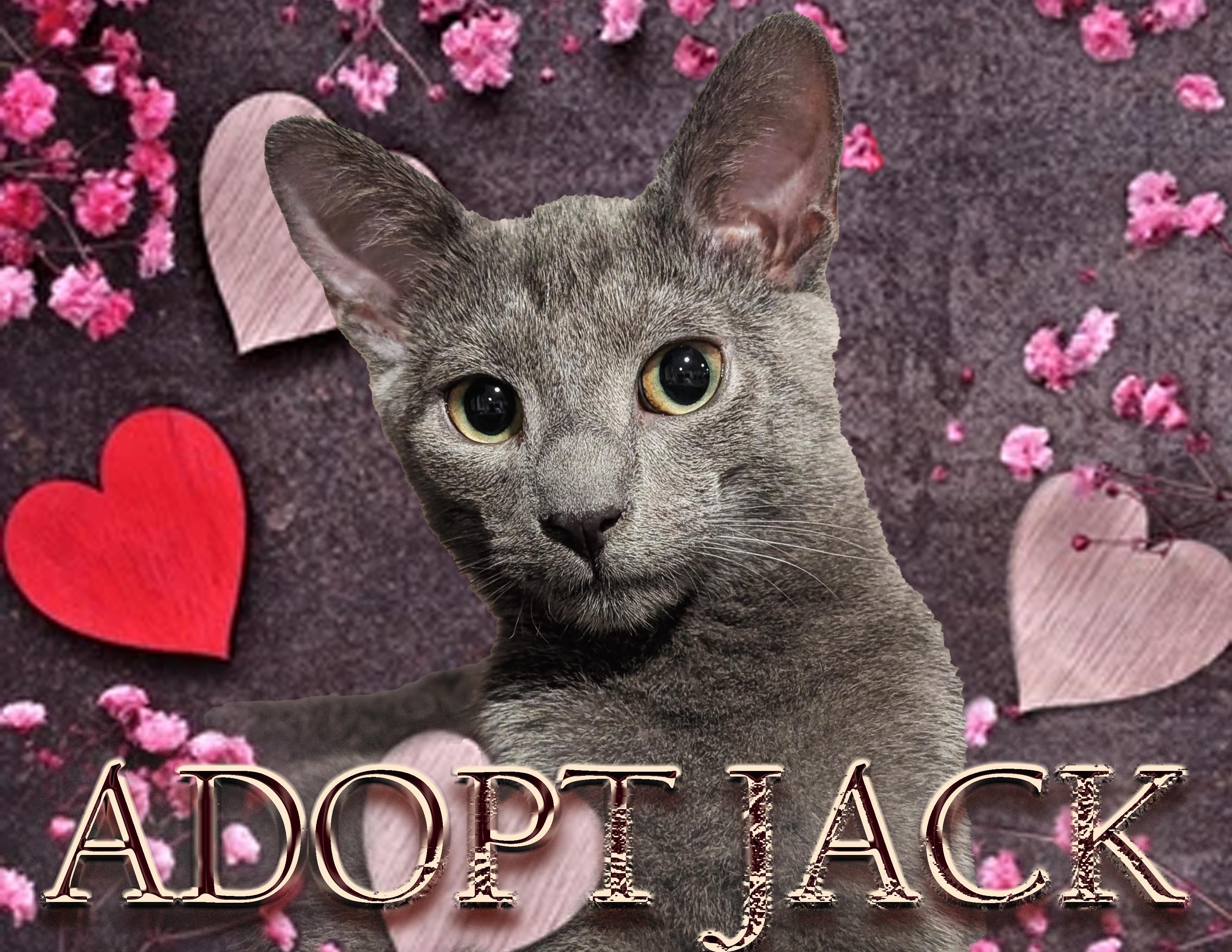 JACK, Adoptable, Young Male Domestic Short Hair.