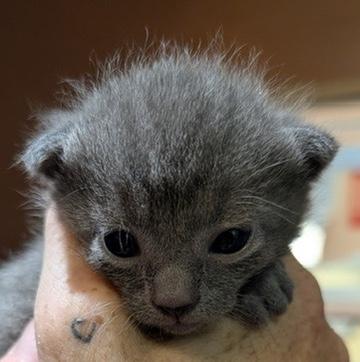 Enlarge JACK, a Adoptable Domestic Short Hair in KENTON, DE image 5/5