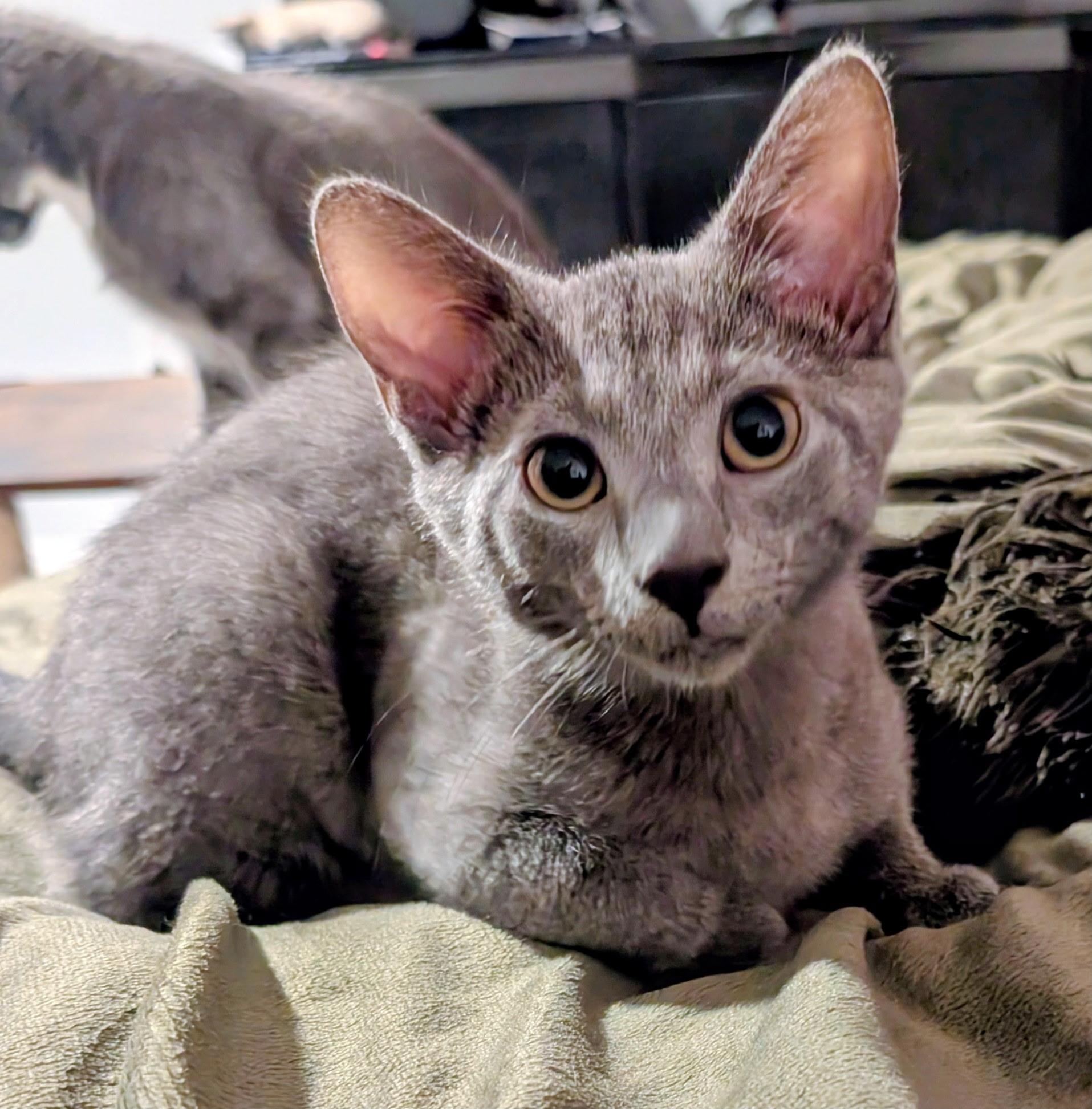 JACK, Adoptable, Young Male Domestic Short Hair.