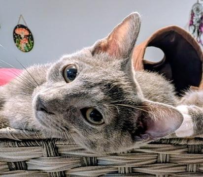 Enlarge JACK, a Adoptable Domestic Short Hair in KENTON, DE image 6/6