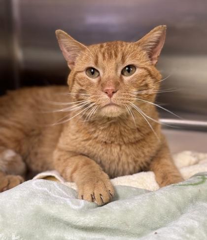 Butterscotch, adoptable, Young Male Domestic Short Hair.