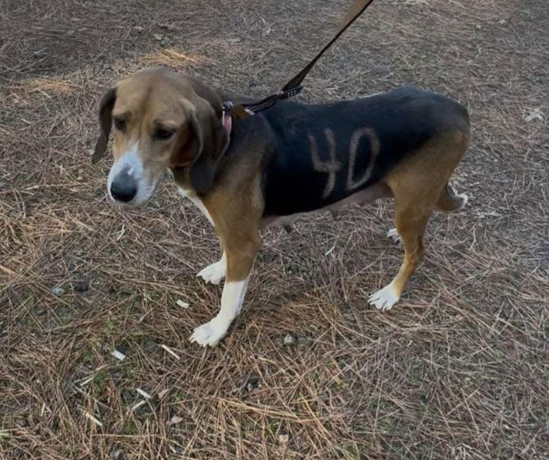 Enlarge Dee *Adopt or Foster*, a Adoptable Hound in Fairfax, VA image 1/1
