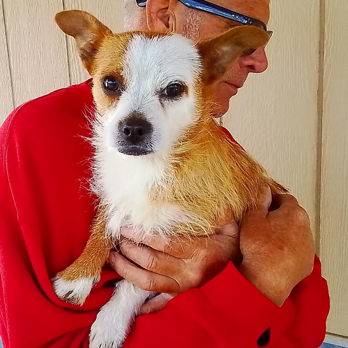 Copper, a Adoptable mixed breed in Spanaway, WA image 3/5