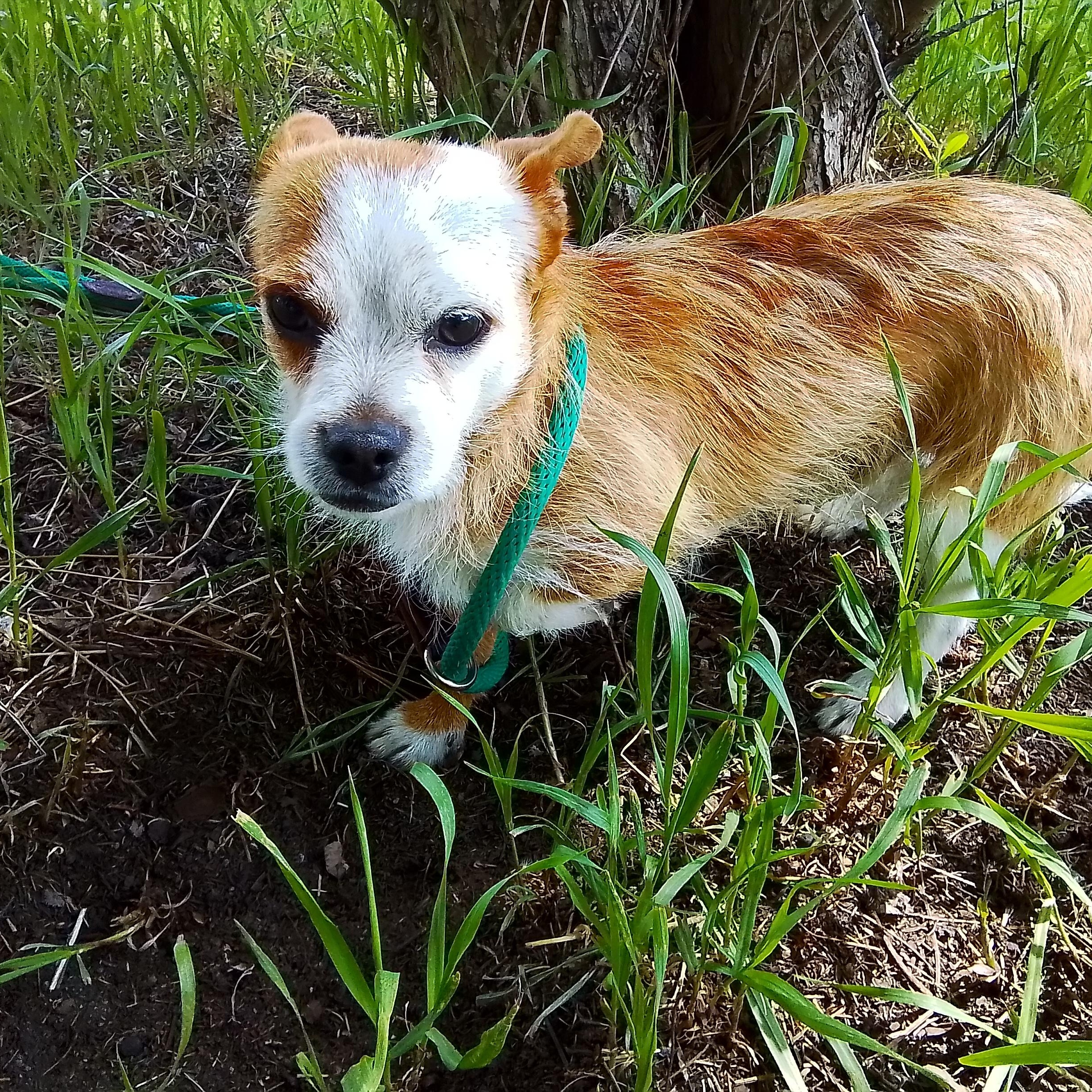 Copper, a Adoptable mixed breed in Spanaway, WA image 5/5