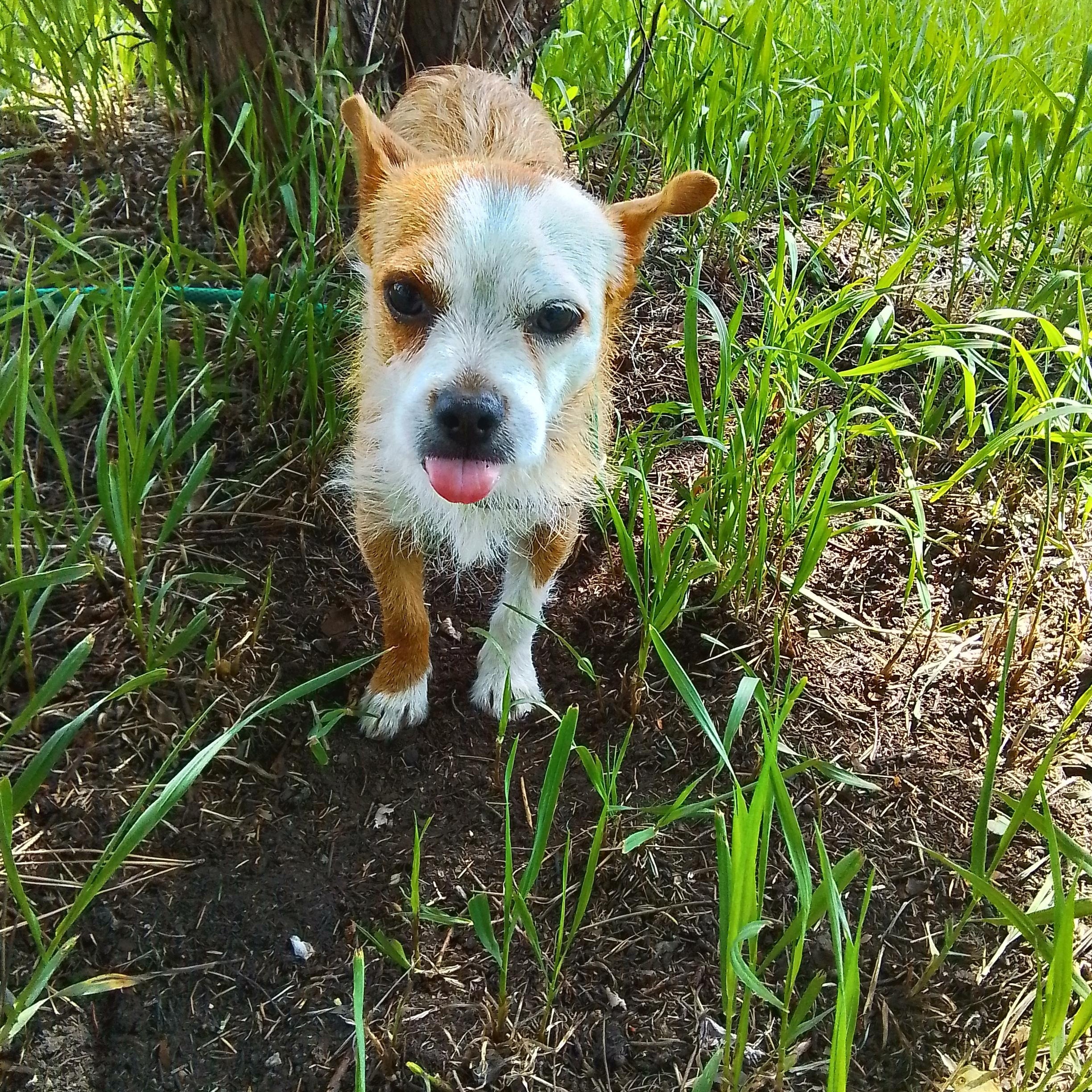 Copper, a Adoptable mixed breed in Spanaway, WA image 1/5