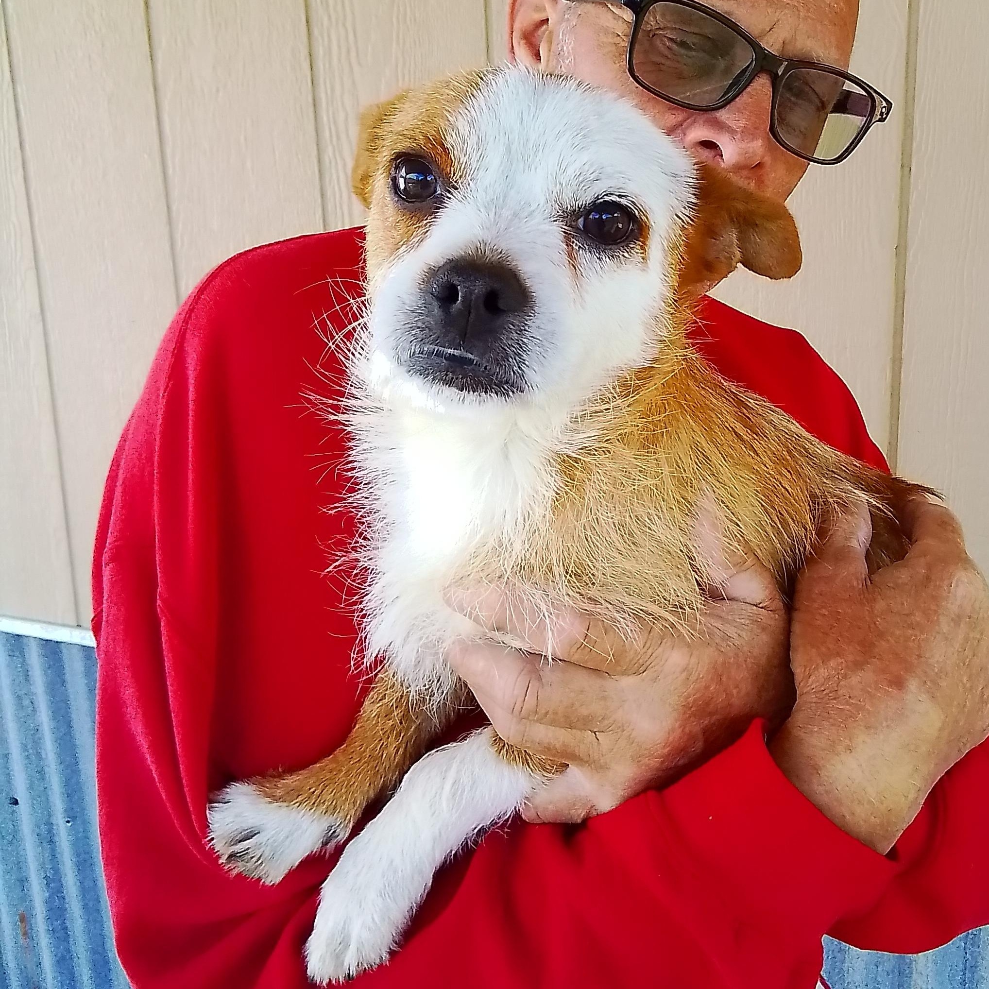 Copper, a Adoptable mixed breed in Spanaway, WA image 4/5