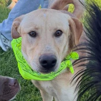 Brice, Adopted, Puppy Male Yellow Labrador Retriever.