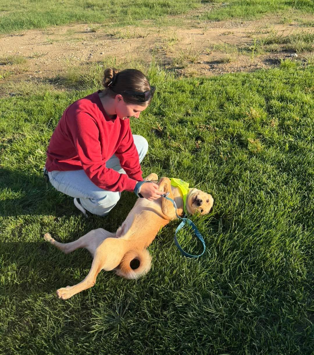 Enlarge Brice, a Adopted mixed breed in Manhattan, KS image 3/3