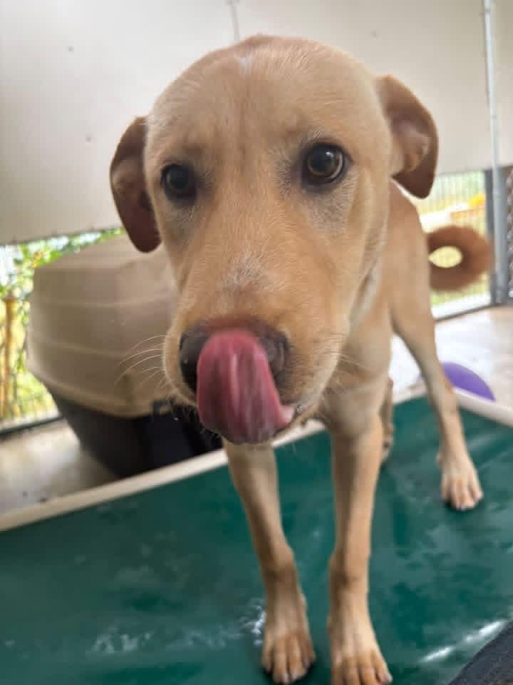Enlarge Brice, a Adopted mixed breed in Manhattan, KS image 2/3