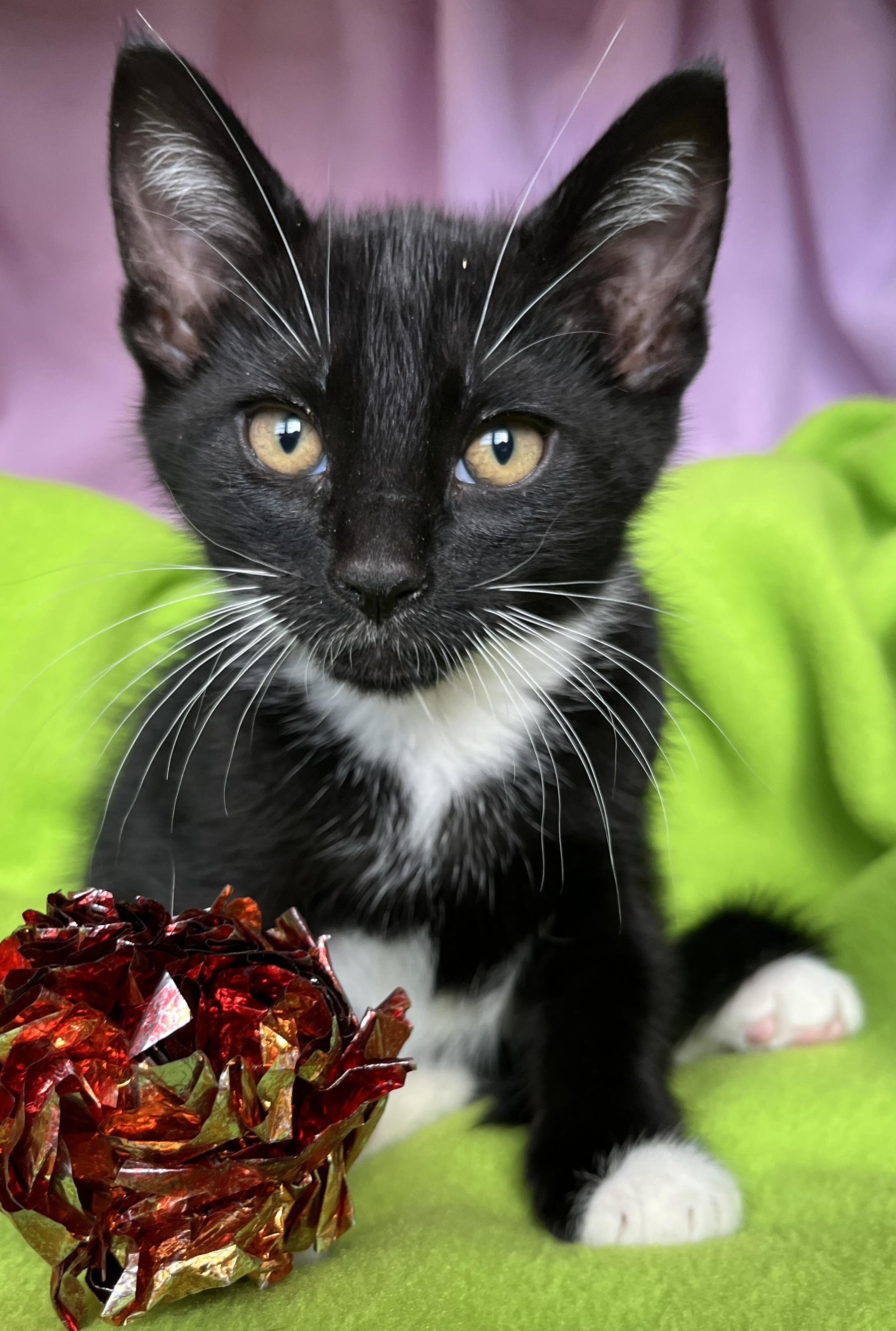 Enlarge Mochi, a ADOPTABLE Tuxedo in Lake Oswego, OR image 1/2
