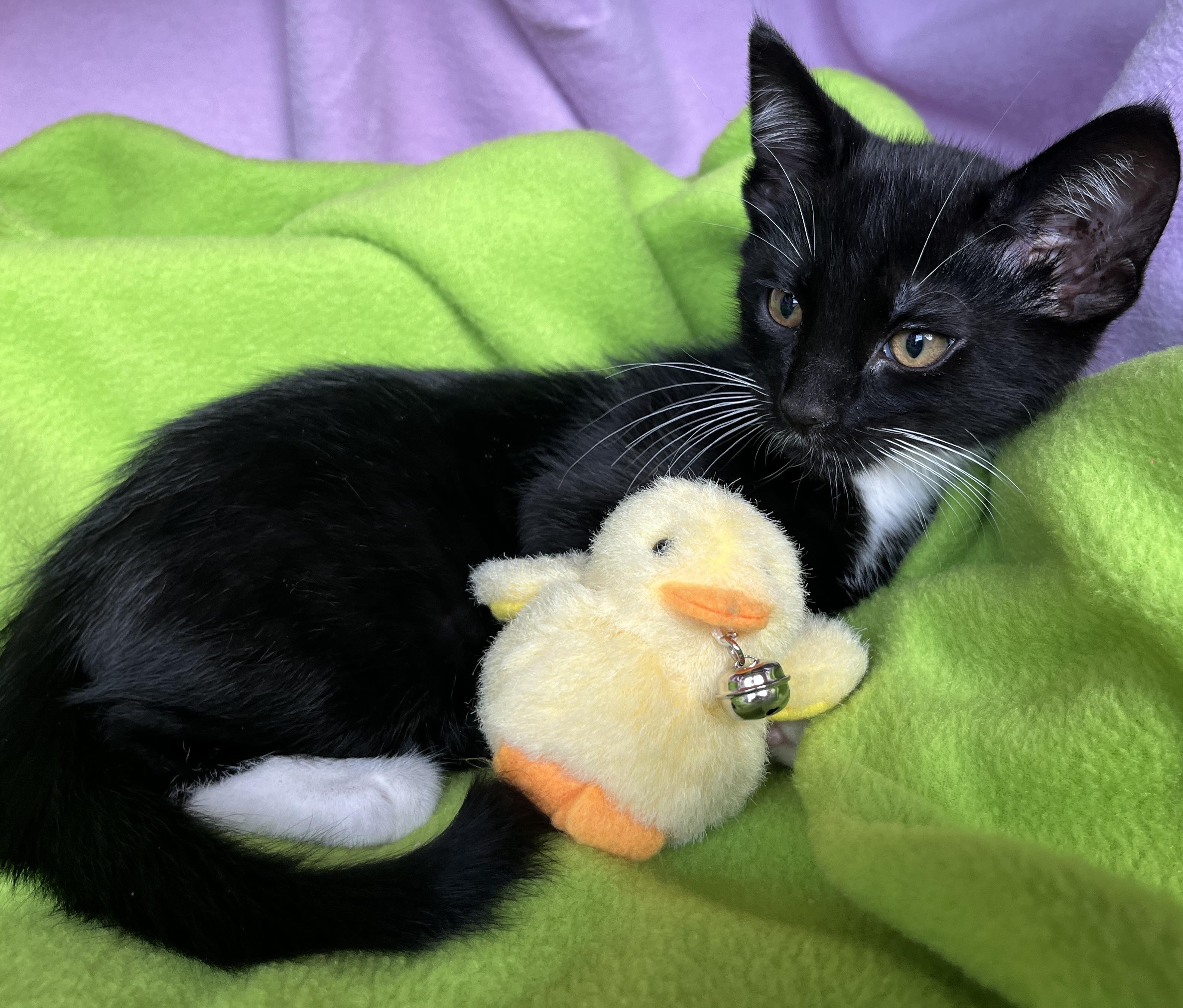 Enlarge Mochi, a ADOPTABLE Tuxedo in Lake Oswego, OR image 2/2
