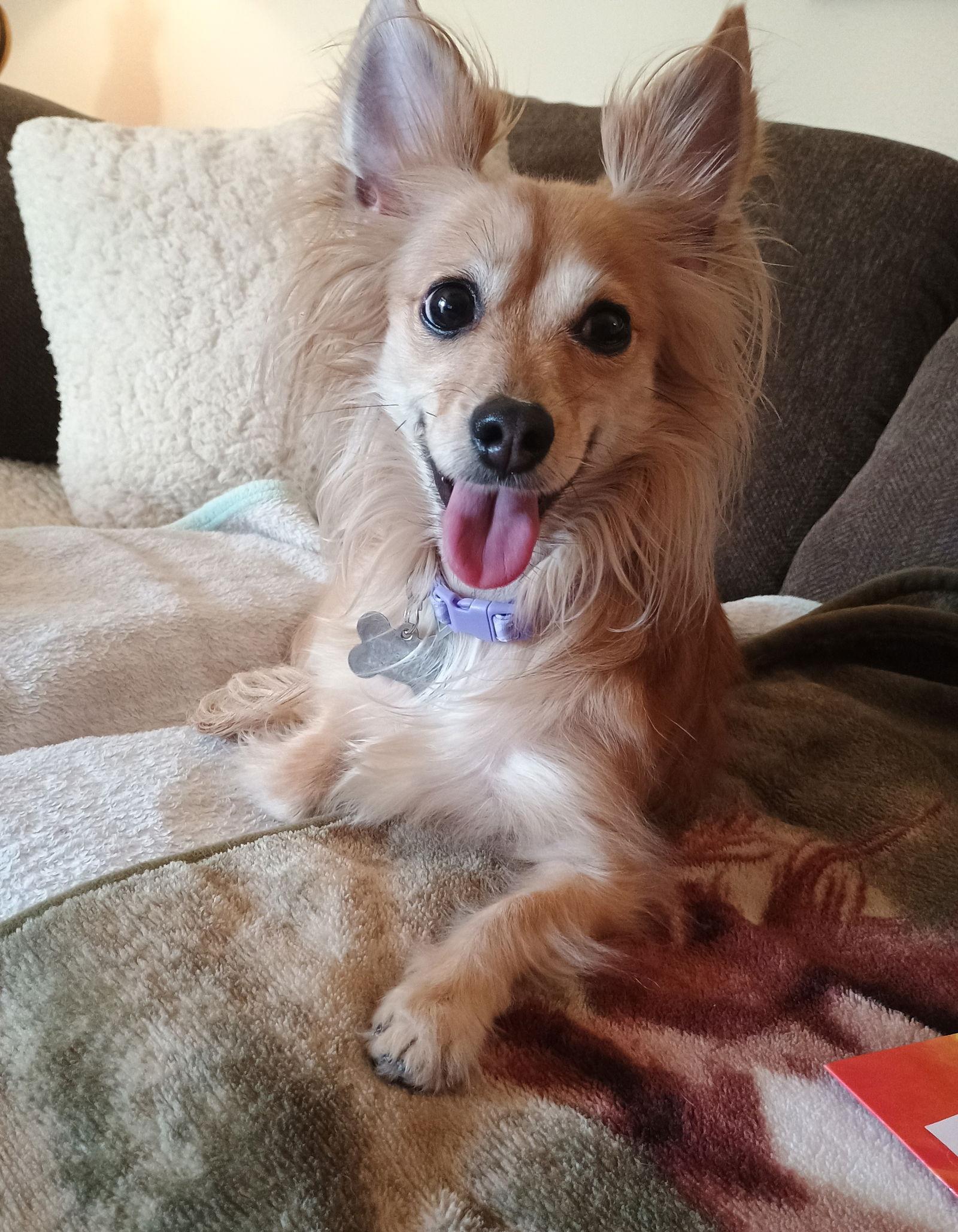 Penny, Adoptable, Adult Female Dachshund & Chihuahua.