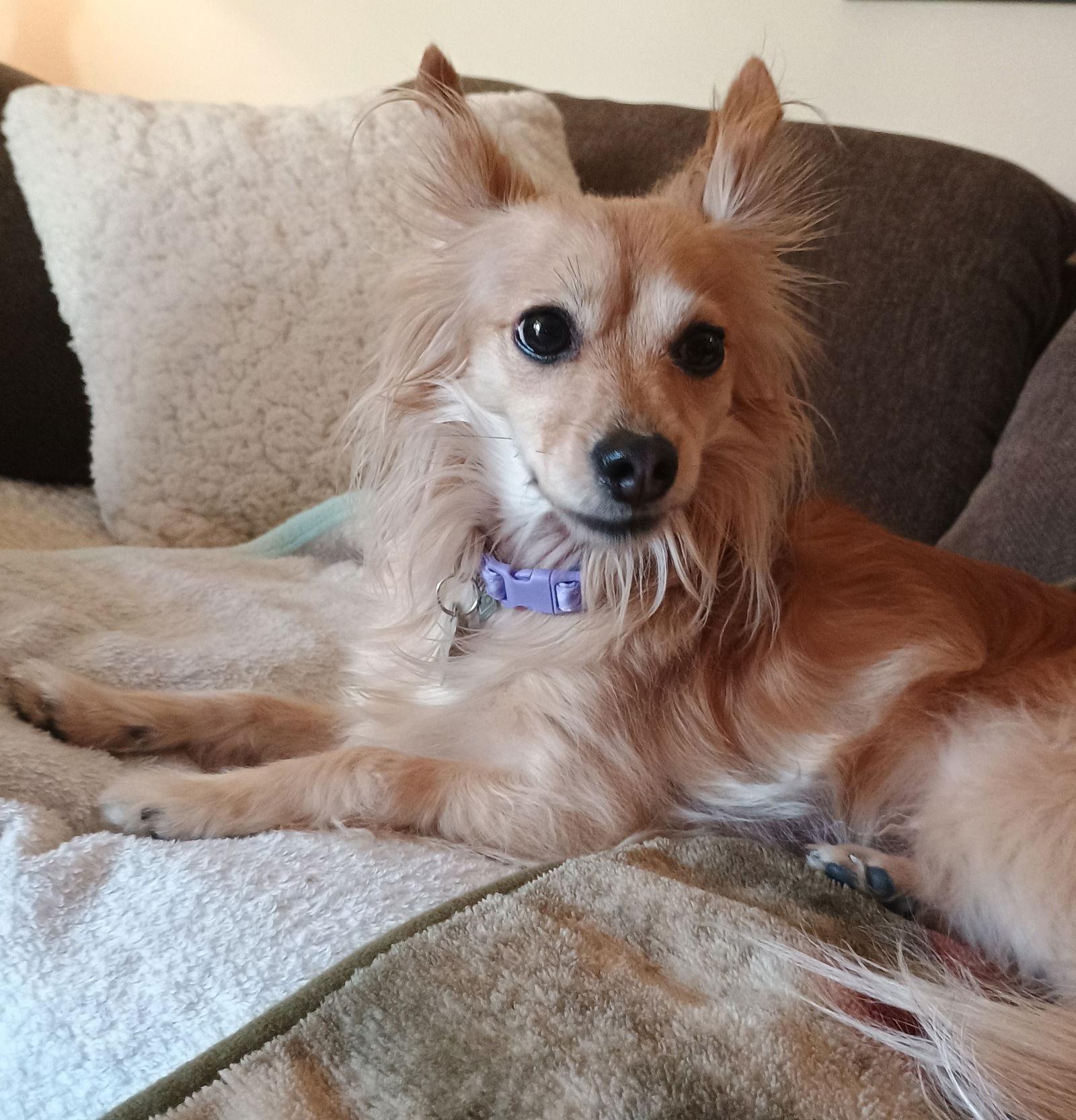 Penny, a Adoptable mixed breed in Glendale, AZ image 2/3