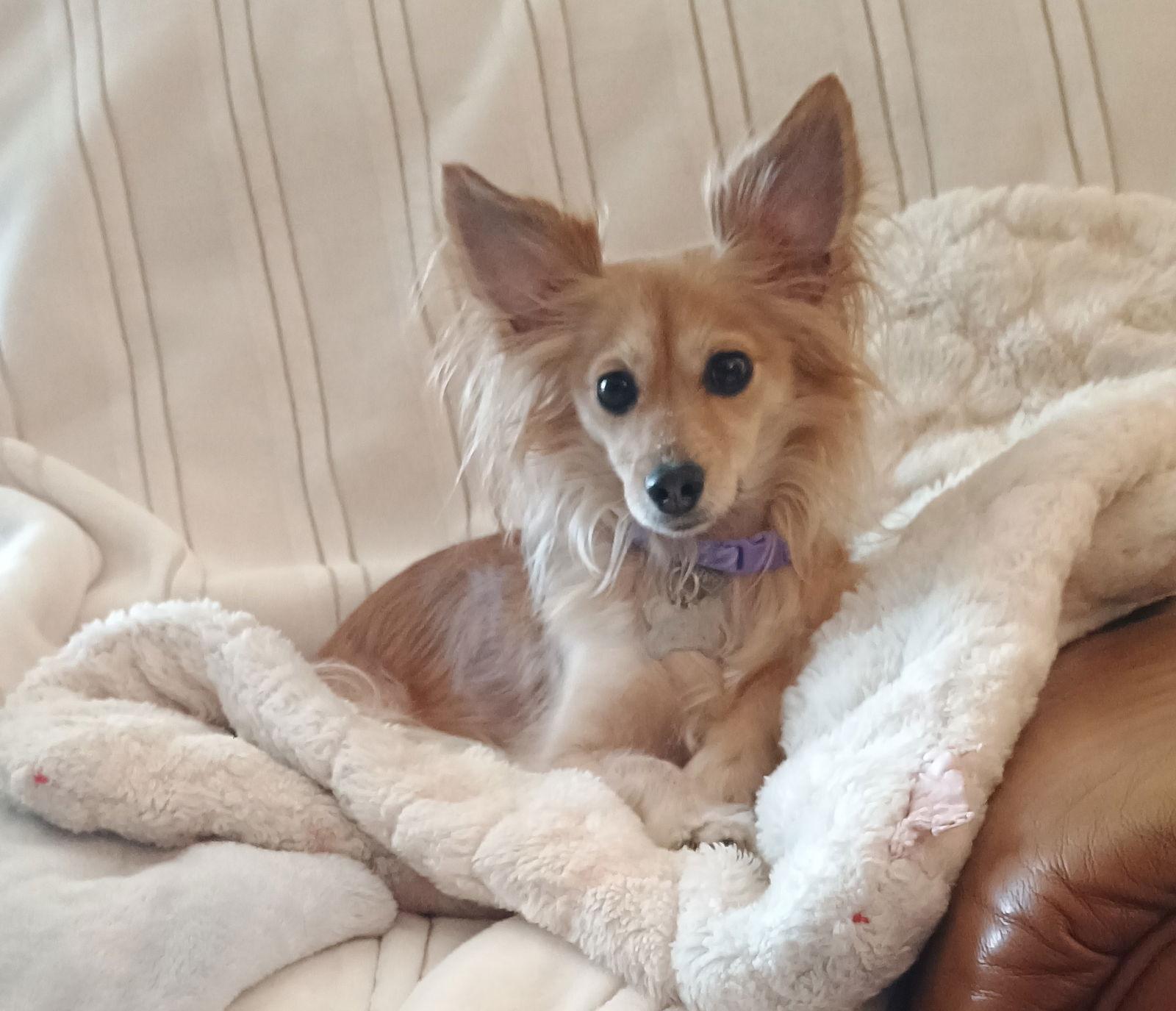 Penny, a Adoptable mixed breed in Glendale, AZ image 3/3