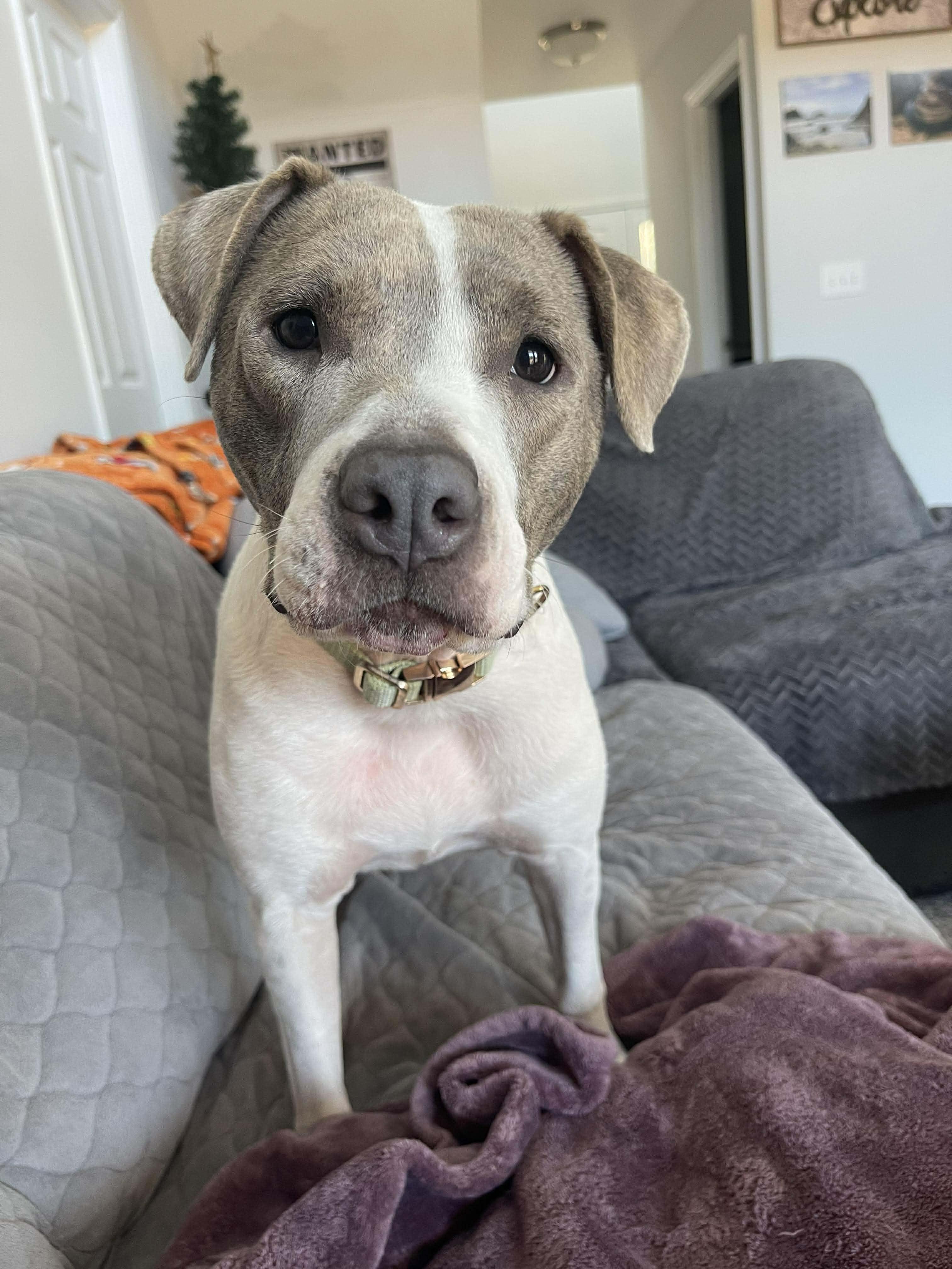 Enlarge Emory, a ADOPTABLE mixed breed in Lancaster, SC image 1/4