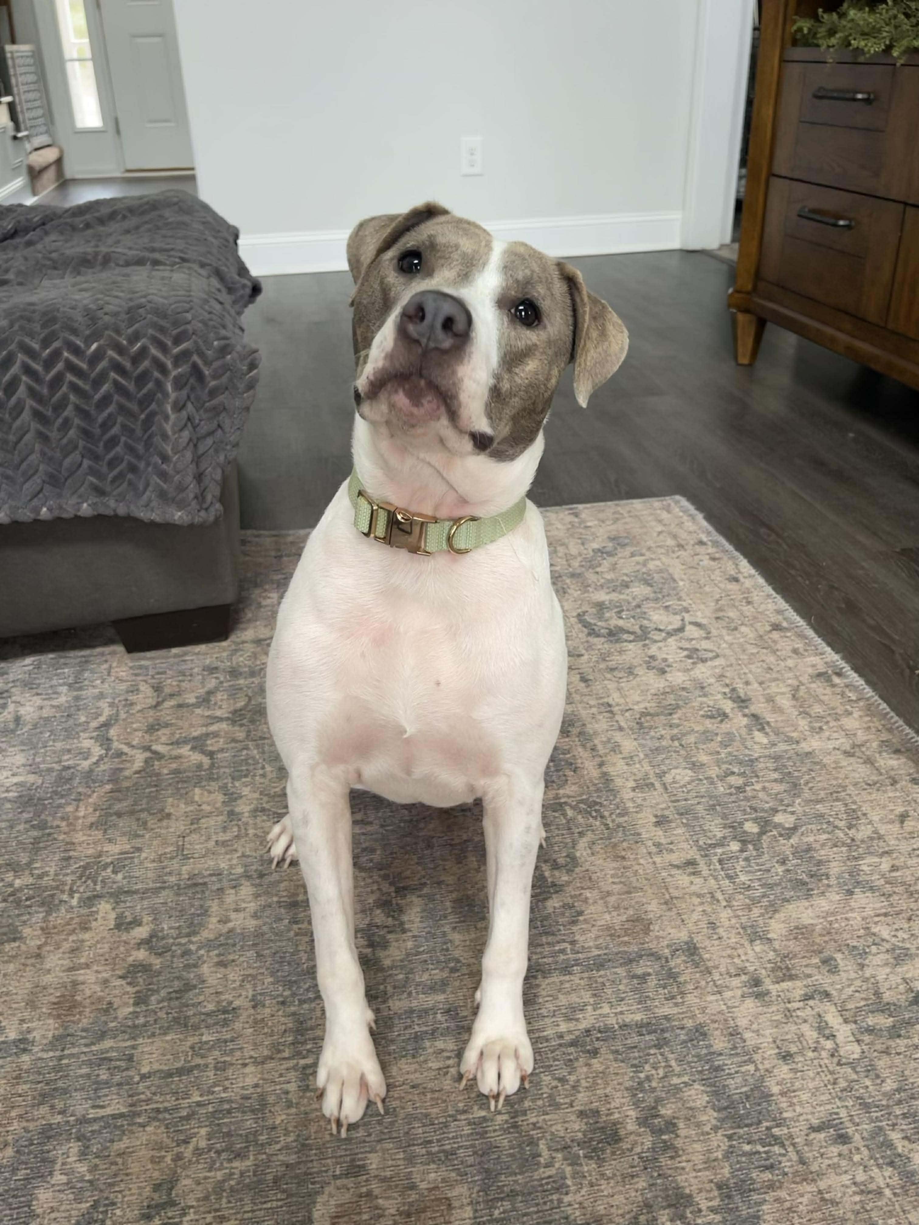 Enlarge Emory, a ADOPTABLE mixed breed in Lancaster, SC image 4/4