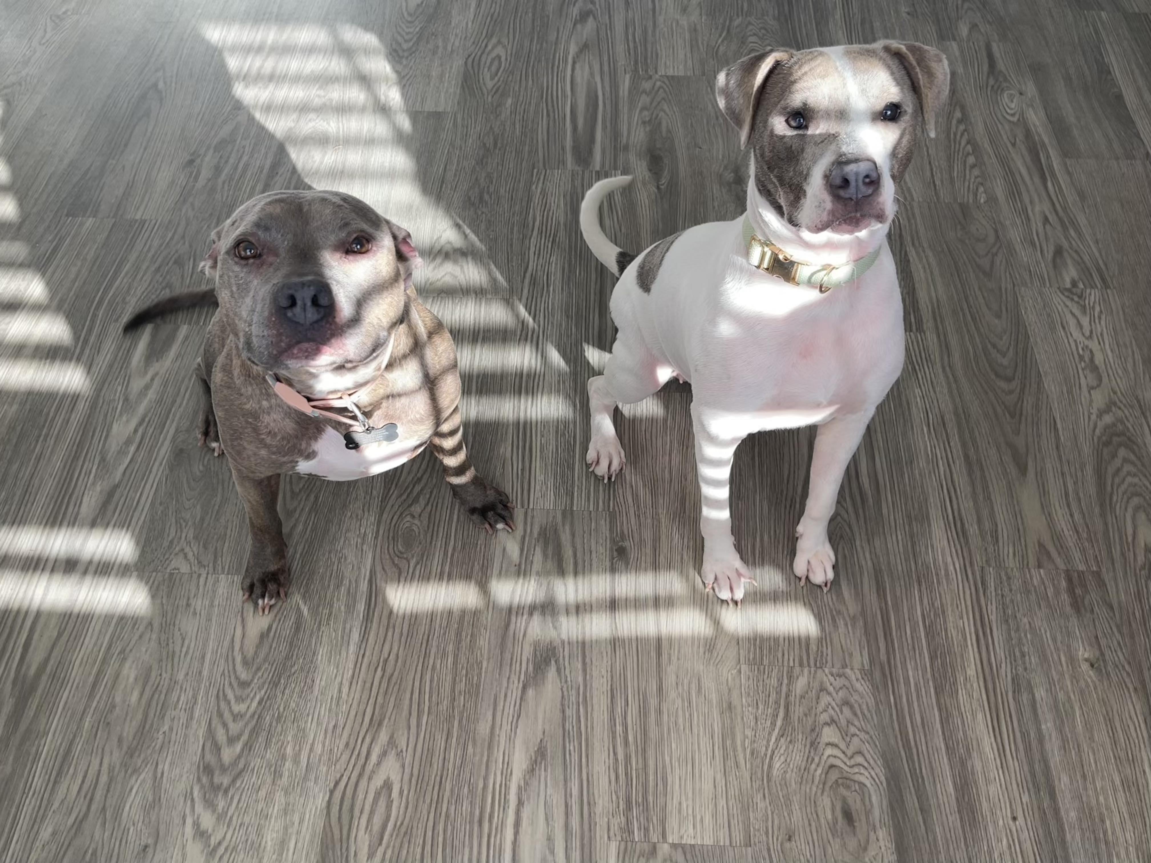 Enlarge Emory, a ADOPTABLE mixed breed in Lancaster, SC image 2/4