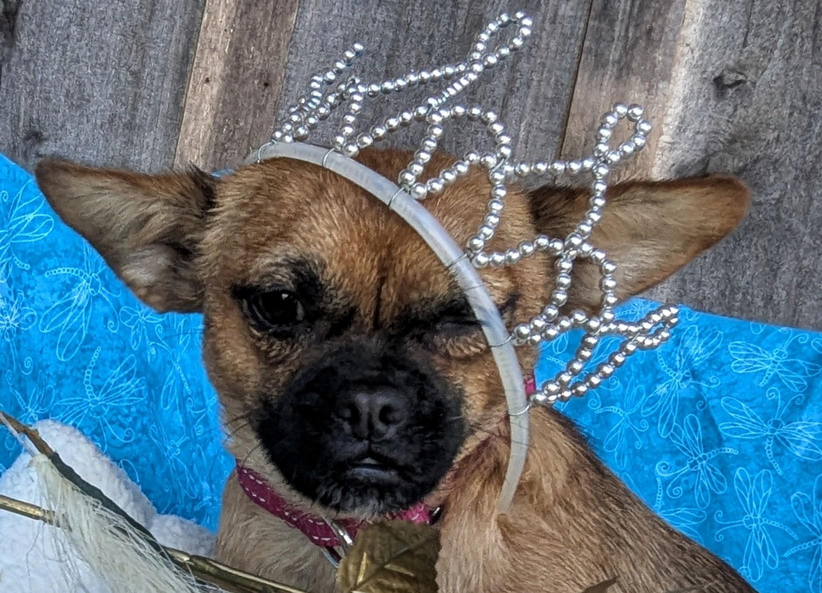 Enlarge Chesney, a Adoptable mixed breed in Richmond, KY image 1/6