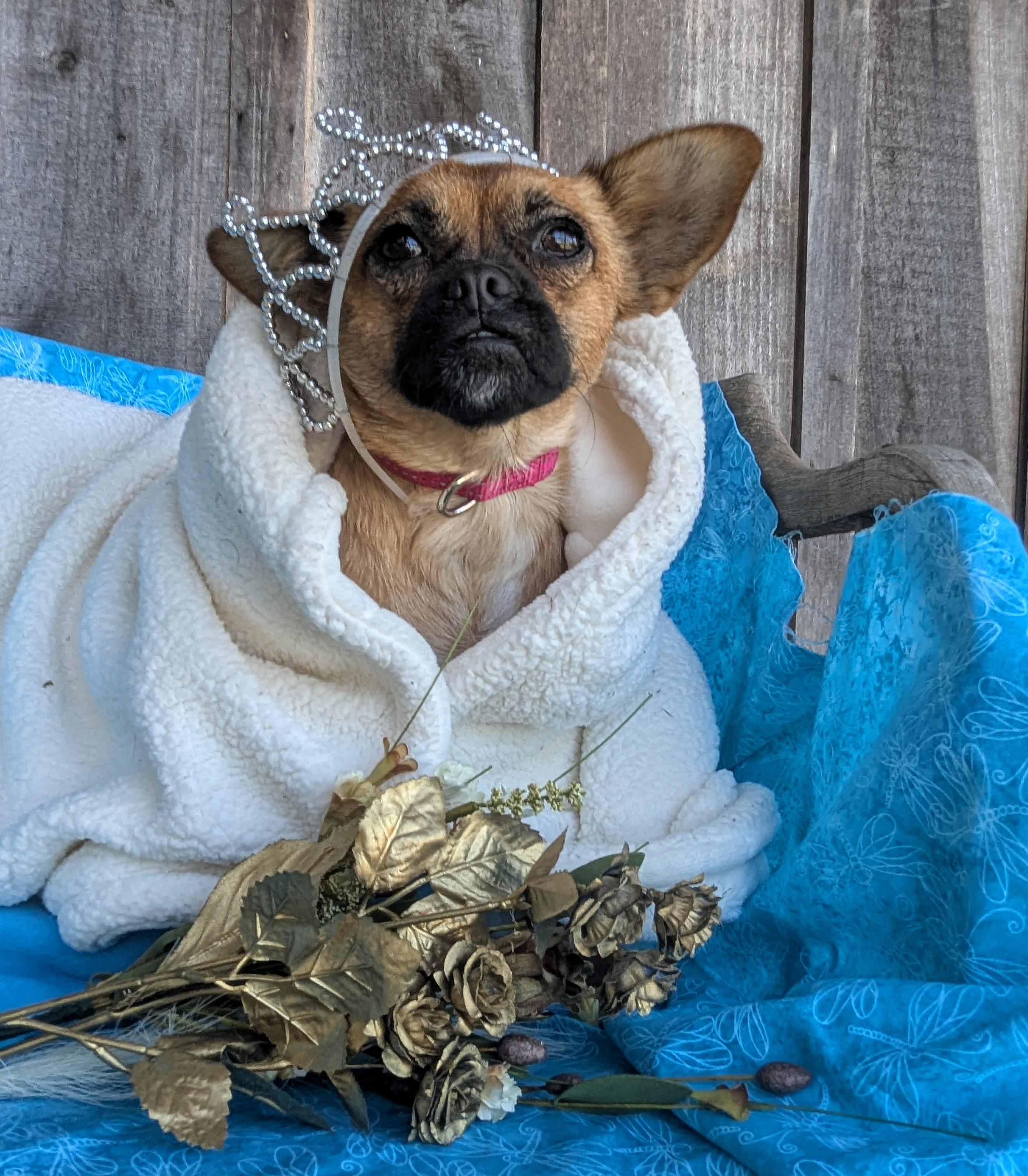 Enlarge Chesney, a Adoptable mixed breed in Richmond, KY image 2/6
