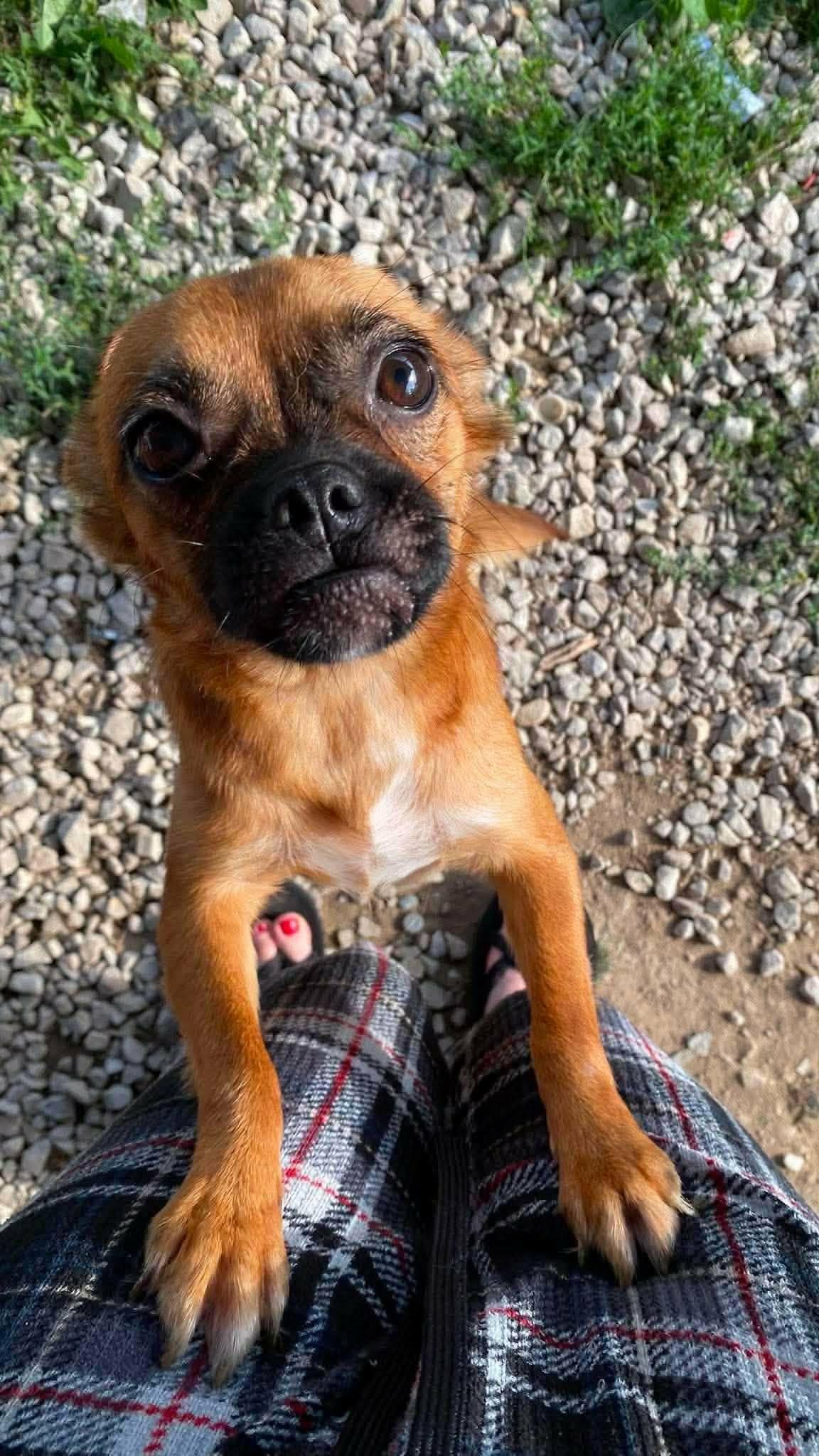 Enlarge Chesney, a Adoptable mixed breed in Richmond, KY image 1/6