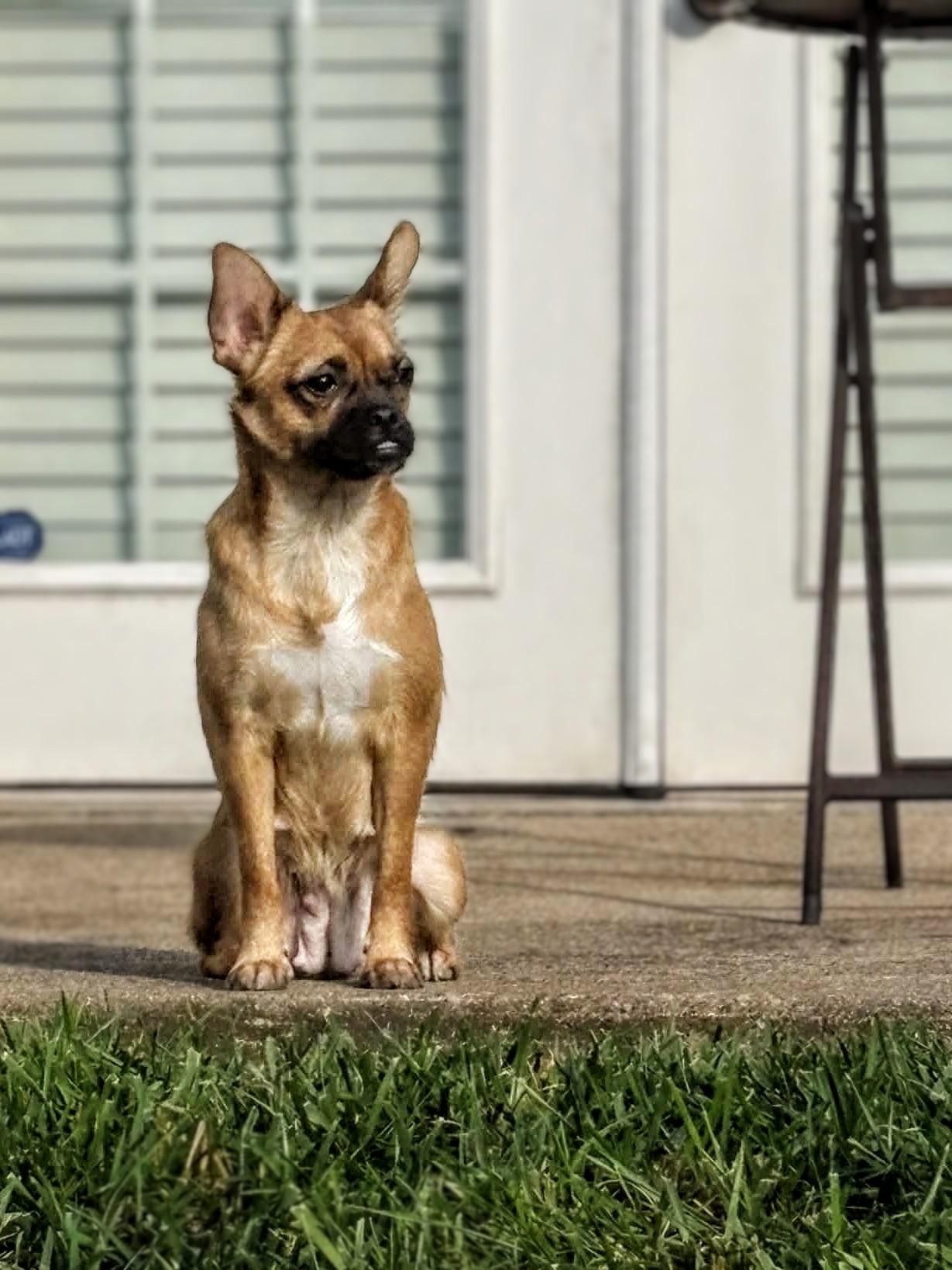 Enlarge Chesney, a Adoptable mixed breed in Richmond, KY image 2/6
