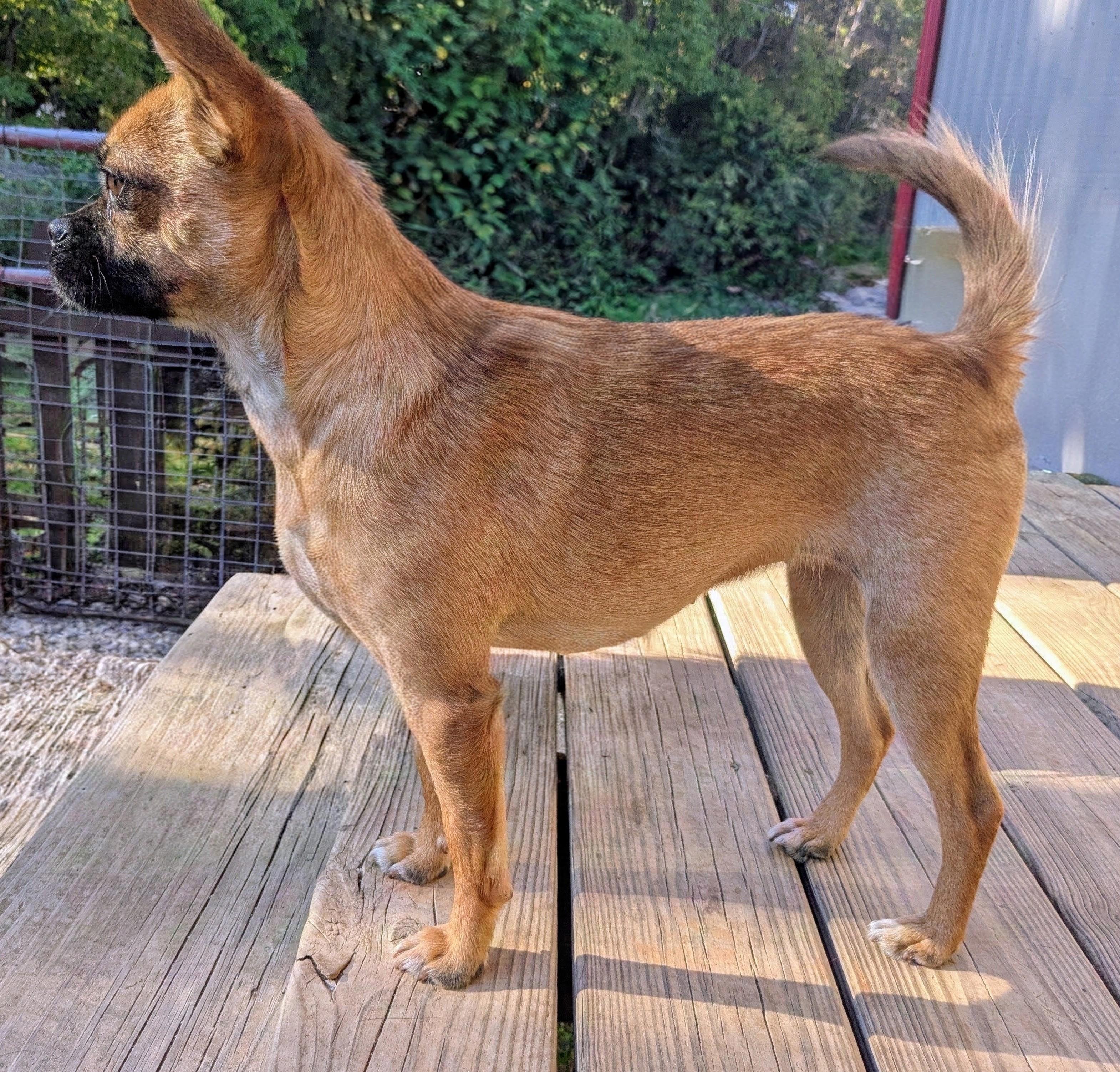 Enlarge Chesney, a Adoptable mixed breed in Richmond, KY image 4/6