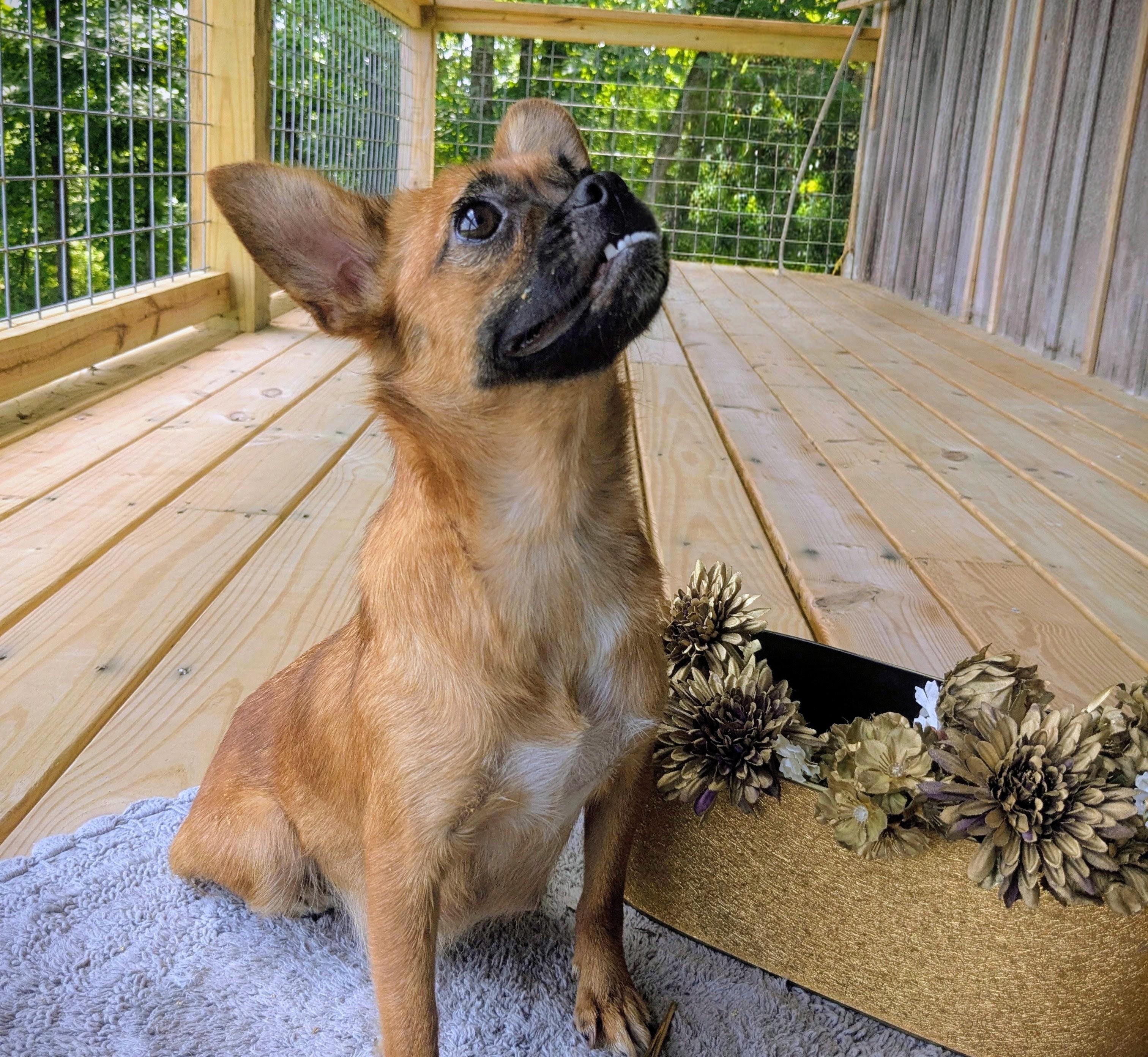 Enlarge Chesney, a Adoptable mixed breed in Richmond, KY image 3/6